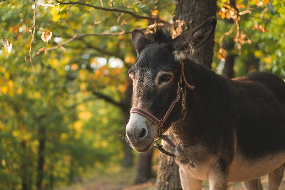 Rodinná návštěva Oslí stezky: prohlídka farmy, trail park a svezení pro děti i túra s piknikem