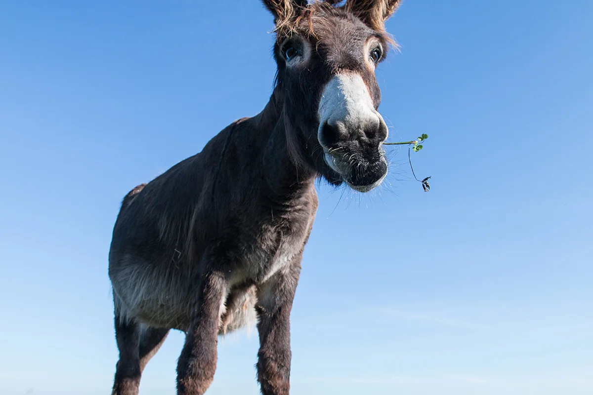 Rodinná návštěva Oslí stezky: prohlídka farmy, trail park a svezení pro děti i túra s piknikem