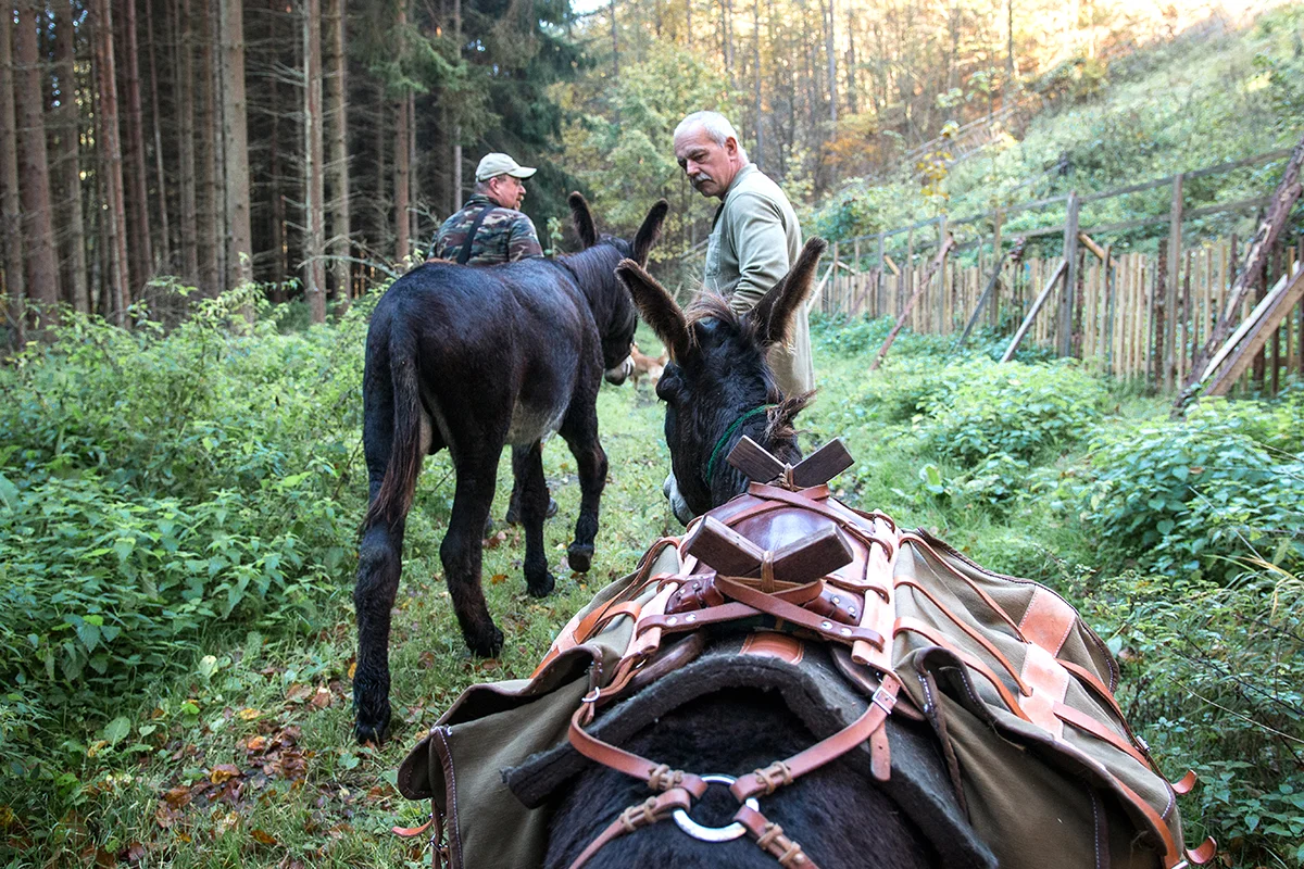 Rodinná návštěva Oslí stezky: prohlídka farmy, trail park a svezení pro děti i túra s piknikem