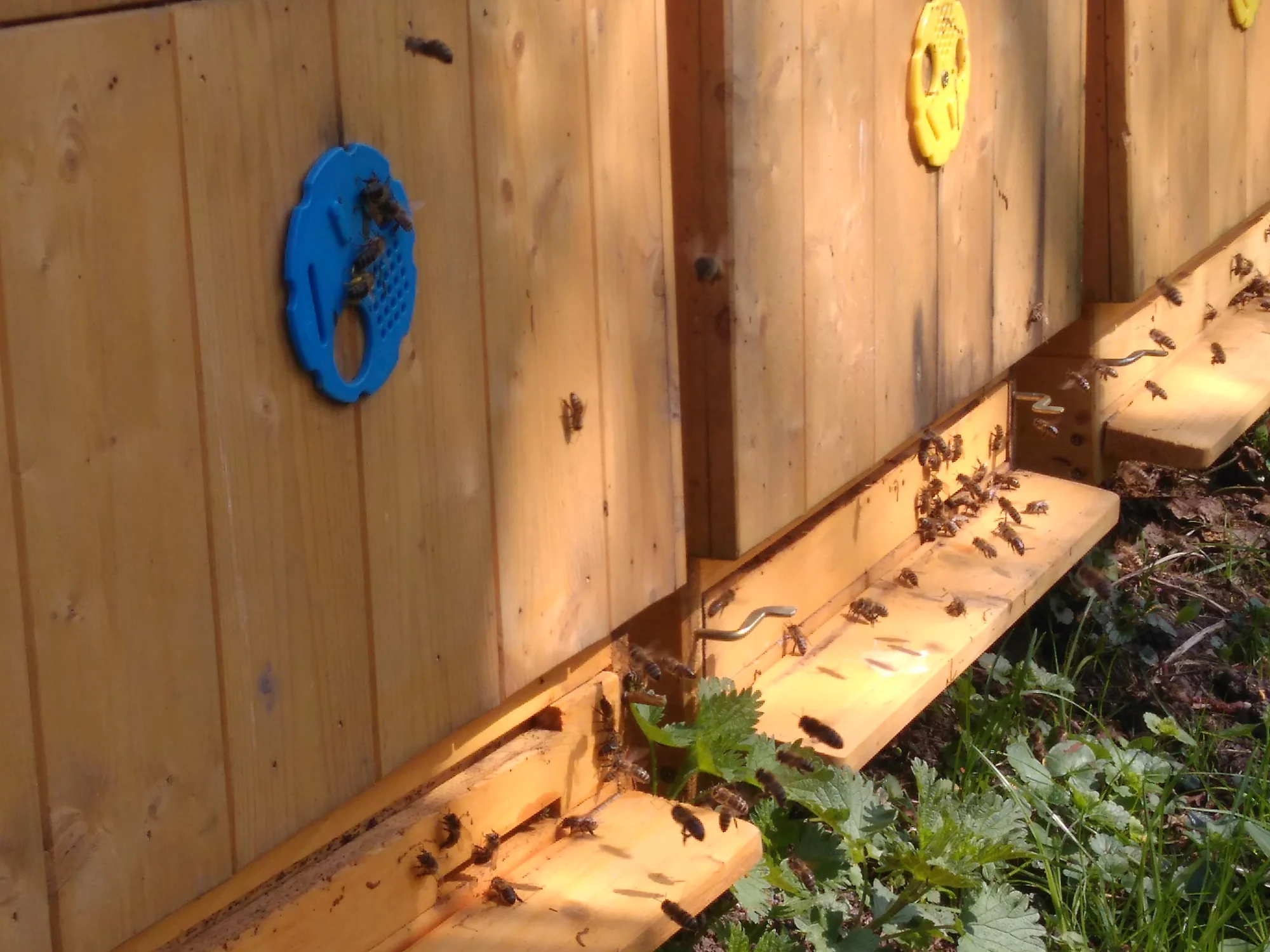 Včelí relax v apidomku pro jednoho: sauna, masáž i ležení na úlech (2 hodiny)