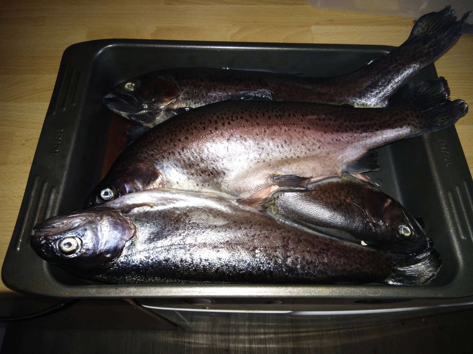 Prodej pstruhů čerstvě vylovených ze sádek v Šenově: 1 kg