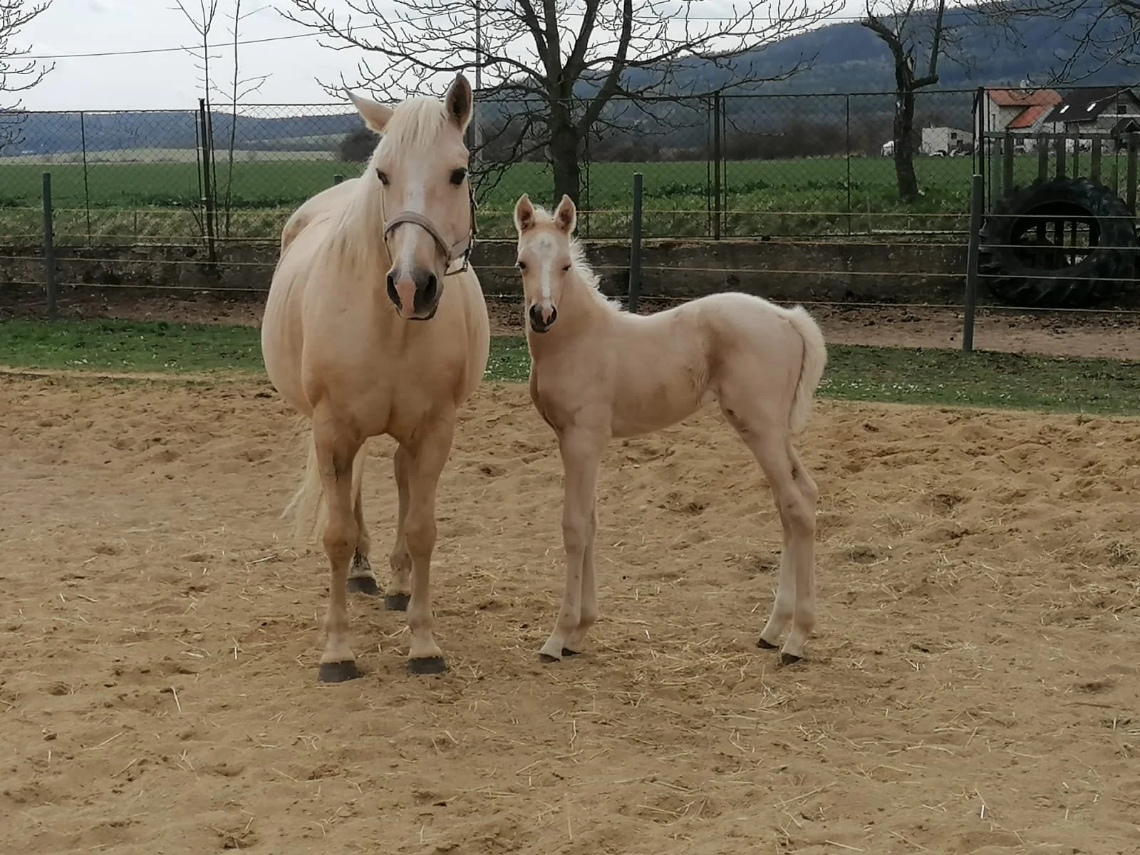 Hodina na statku: péče o koně i vyjížďka do přírody až pro dva, pro děti projížďka na poníkovi
