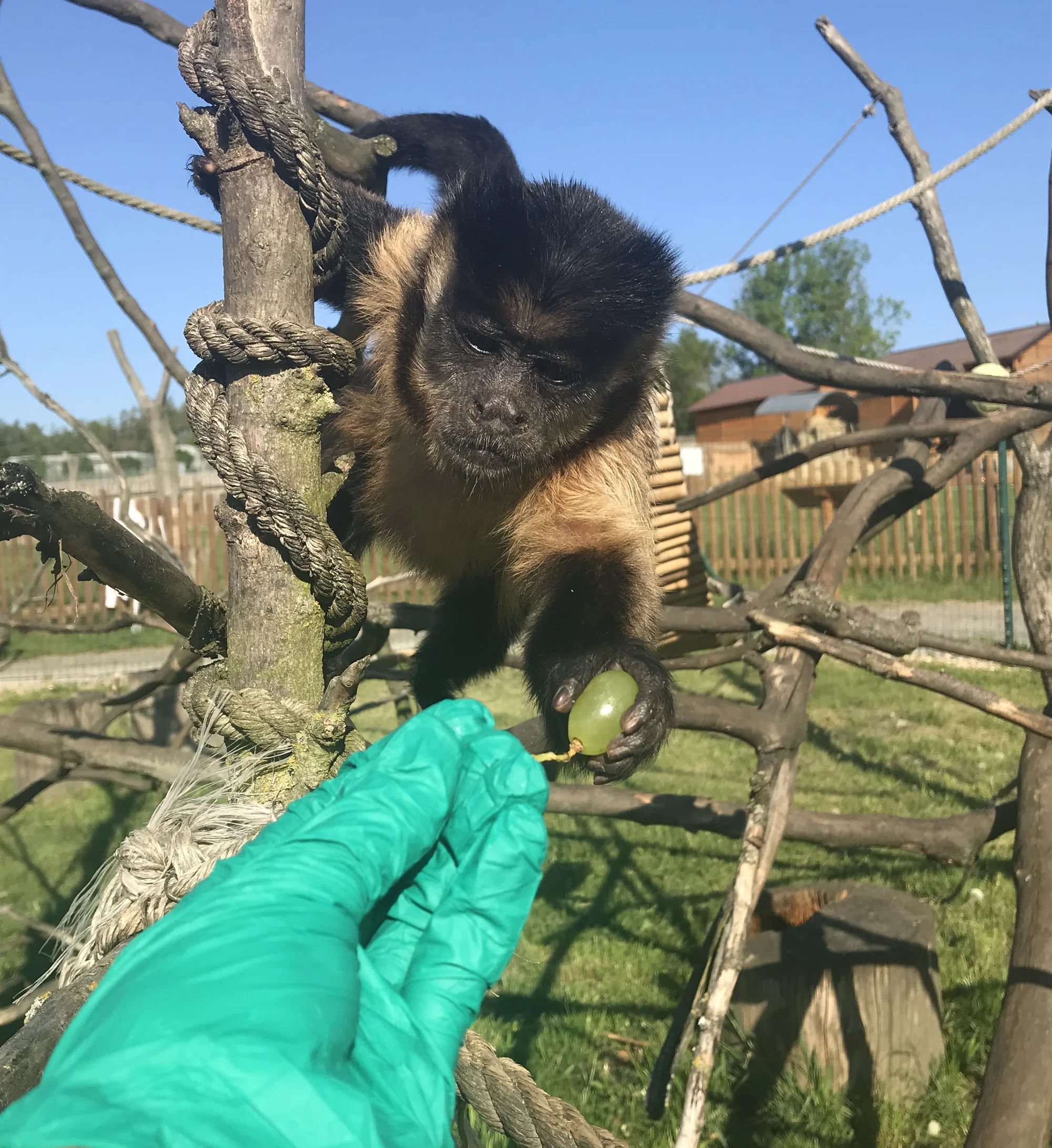 Staňte se ošetřovatelem v ZOO Tábor: 5hodinový zážitek pro milovníky zvířat