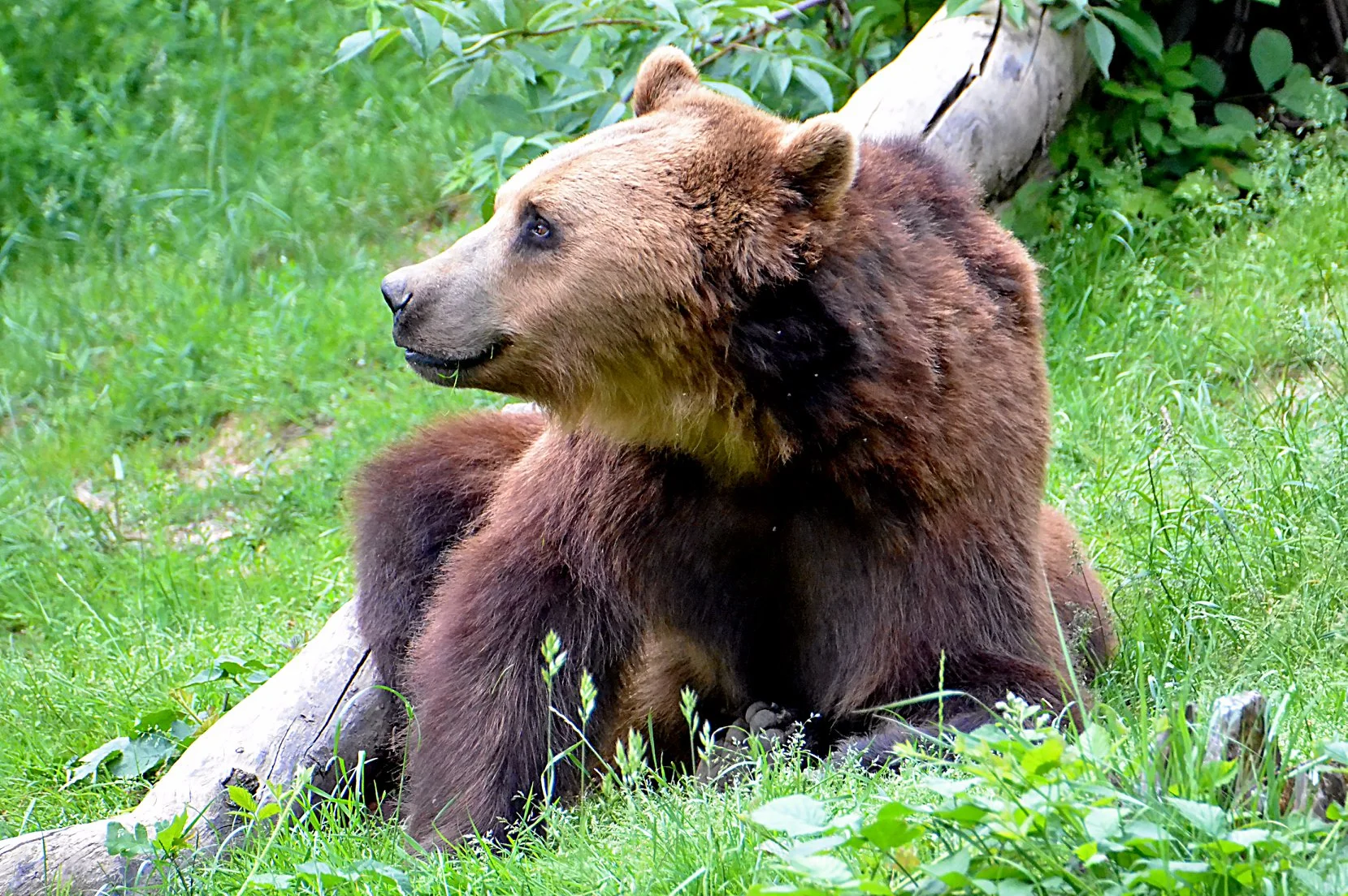 Zvířátka od ar po zubry: vstupné do zoologické zahrady v Táboře