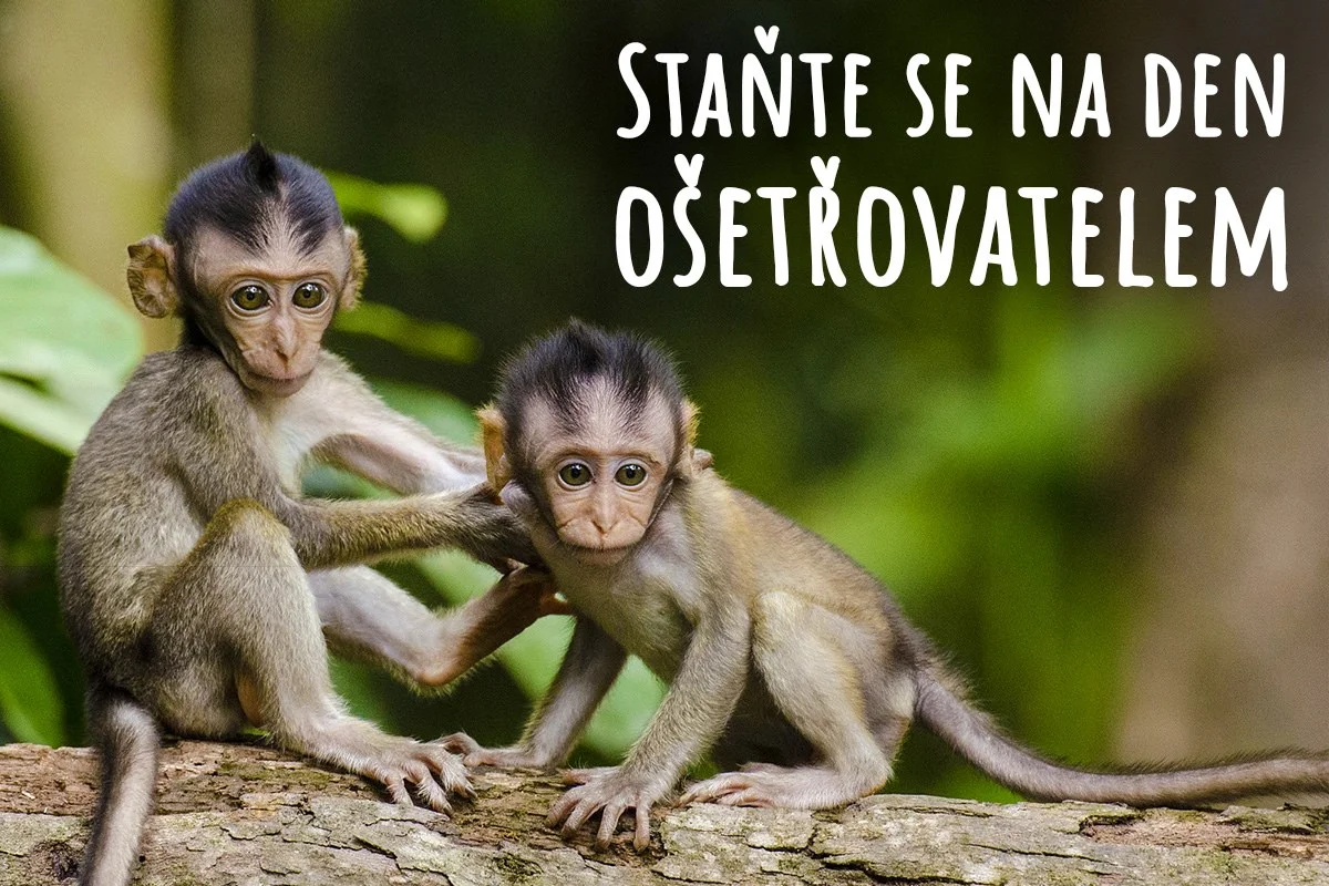 S rodinou za zážitky: pobyt v táborské zoo, vstupenky i péče o zvířátka