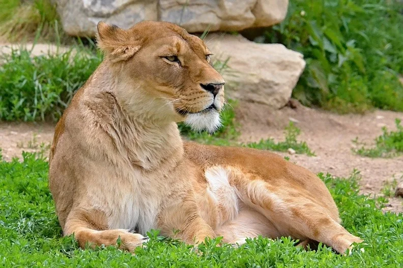 S rodinou za zážitky: pobyt v táborské zoo, vstupenky i péče o zvířátka