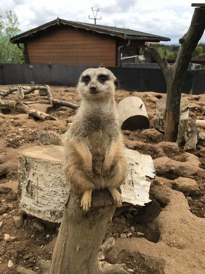 S rodinou za zážitky: pobyt v táborské zoo, vstupenky i péče o zvířátka