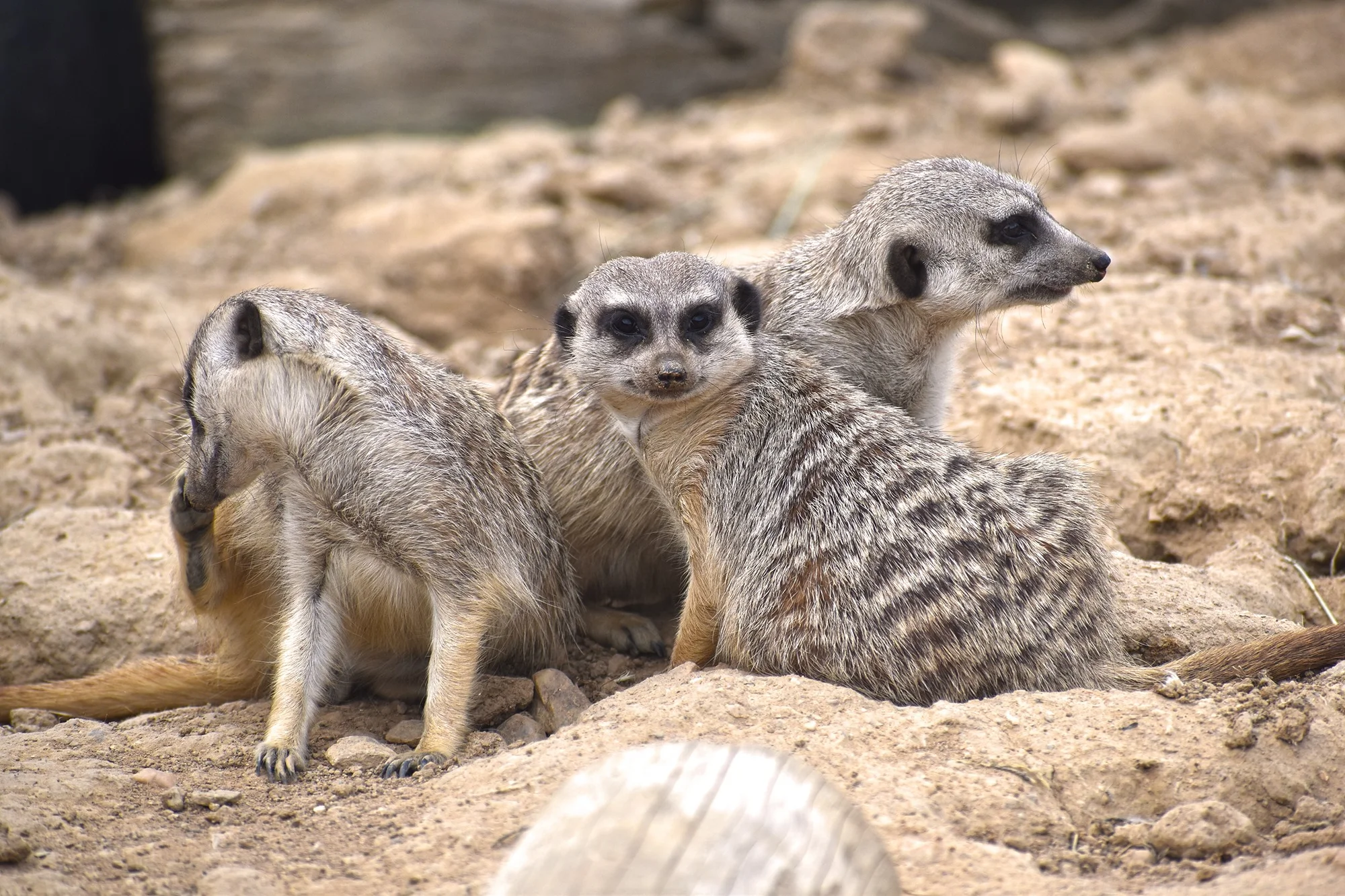 Zvířátka od ar po zubry: vstupné do zoologické zahrady v Táboře