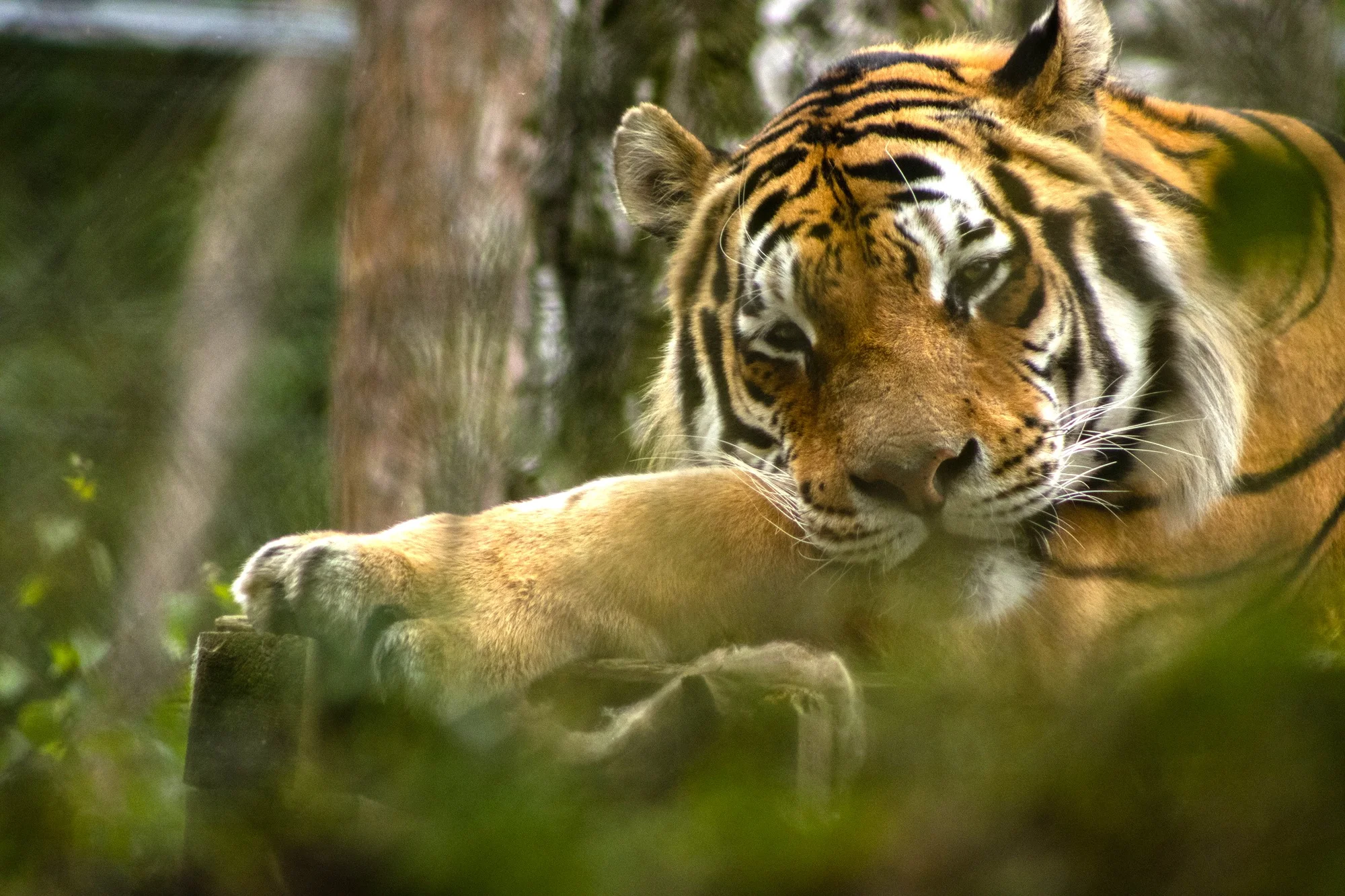Staňte se ošetřovatelem v ZOO Tábor: 5hodinový zážitek pro milovníky zvířat