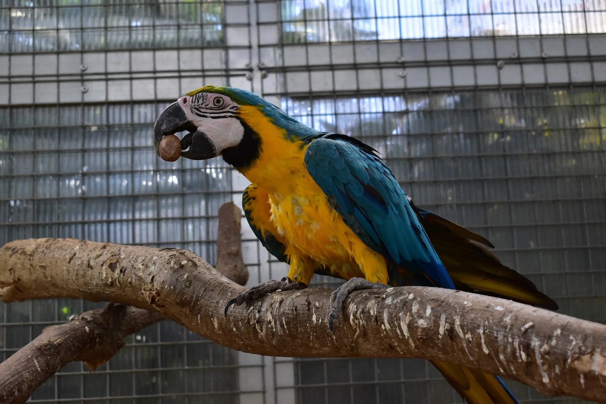 Zvířátka od ar po zubry: vstupné do zoologické zahrady v Táboře
