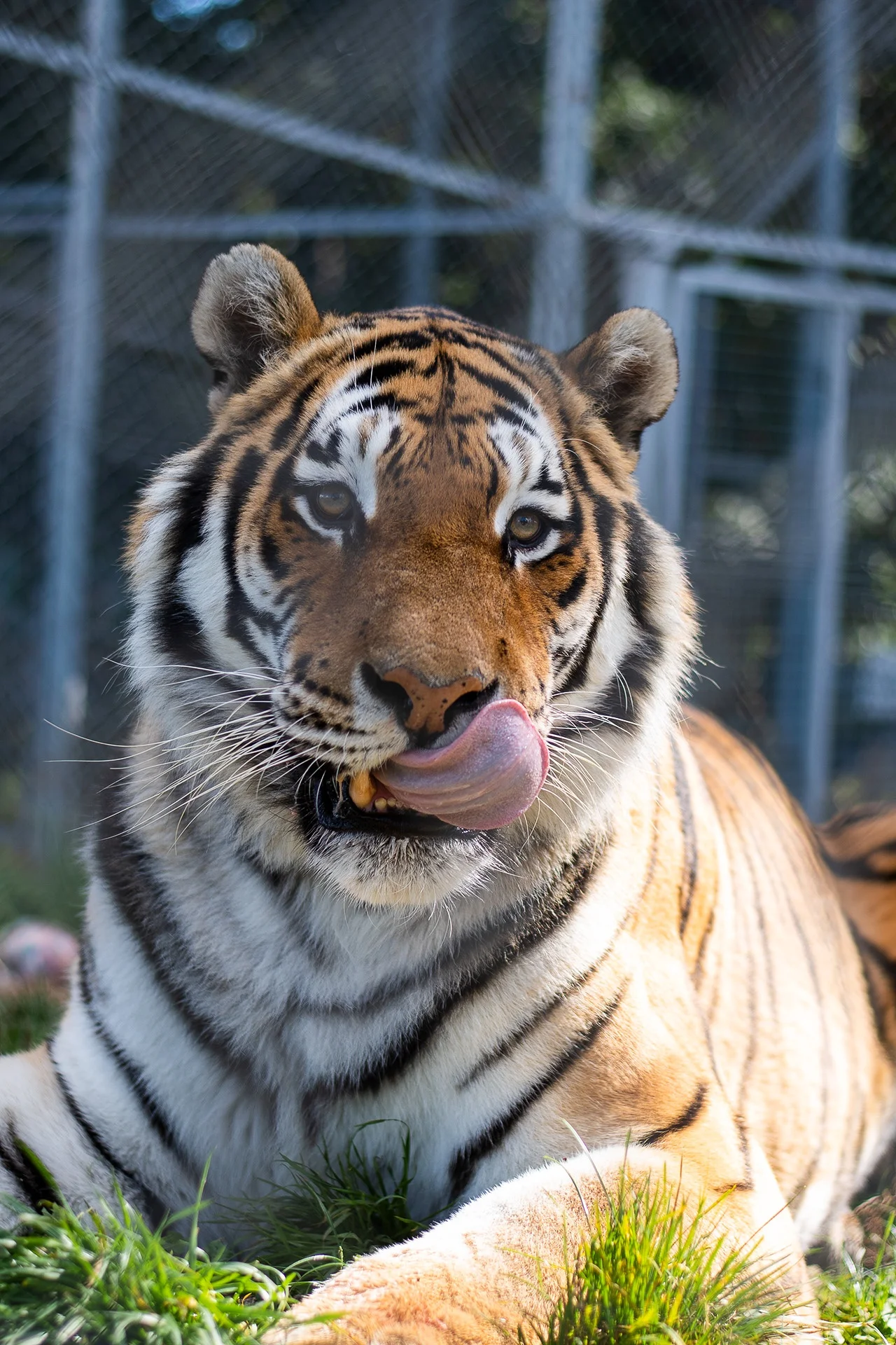 Zvířátka od ar po zubry: vstupné do zoologické zahrady v Táboře