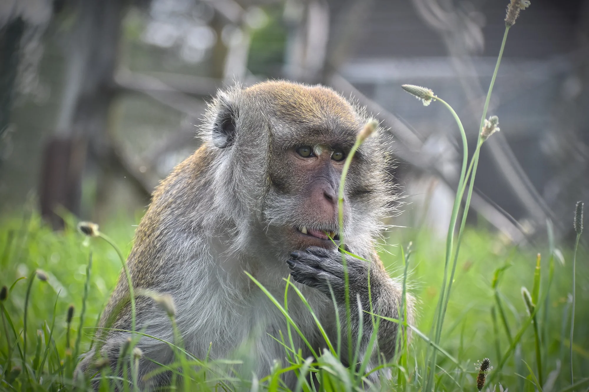 Zvířátka od ar po zubry: vstupné do zoologické zahrady v Táboře