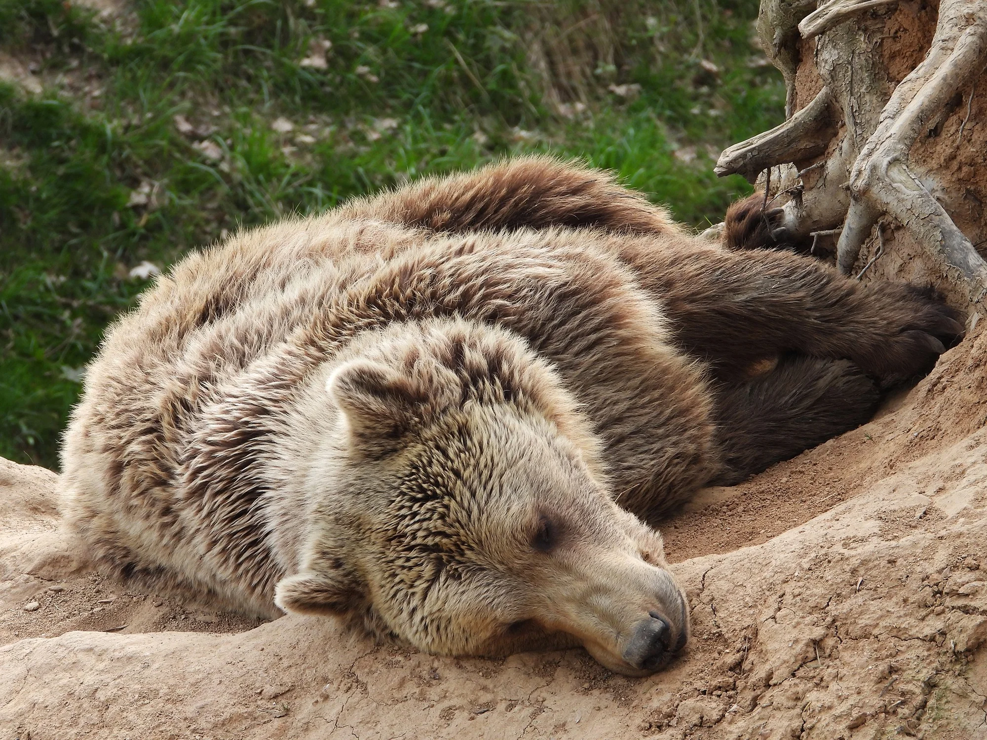 Staňte se ošetřovatelem v ZOO Tábor: 5hodinový zážitek pro milovníky zvířat