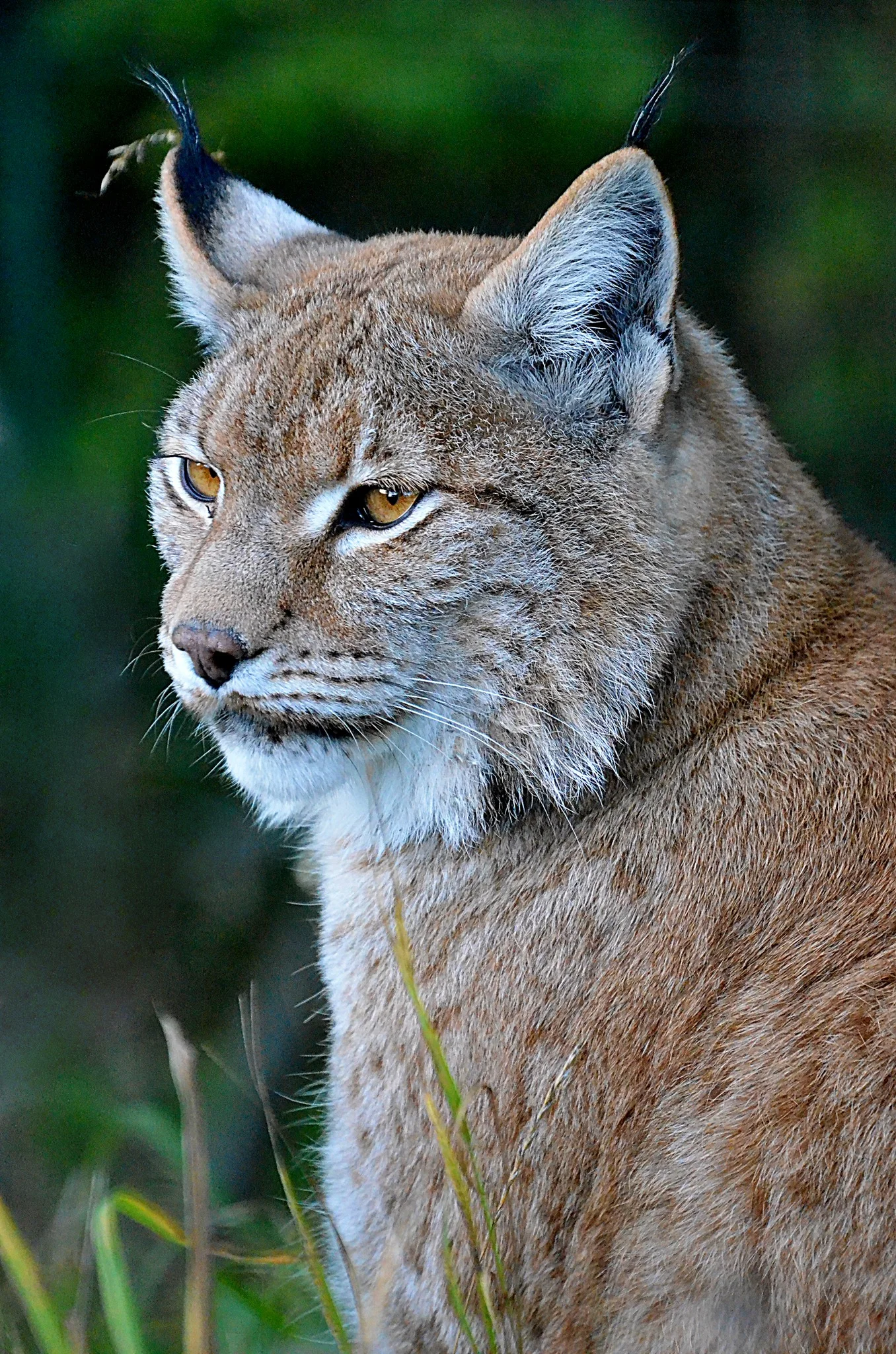 Zvířátka od ar po zubry: vstupné do zoologické zahrady v Táboře