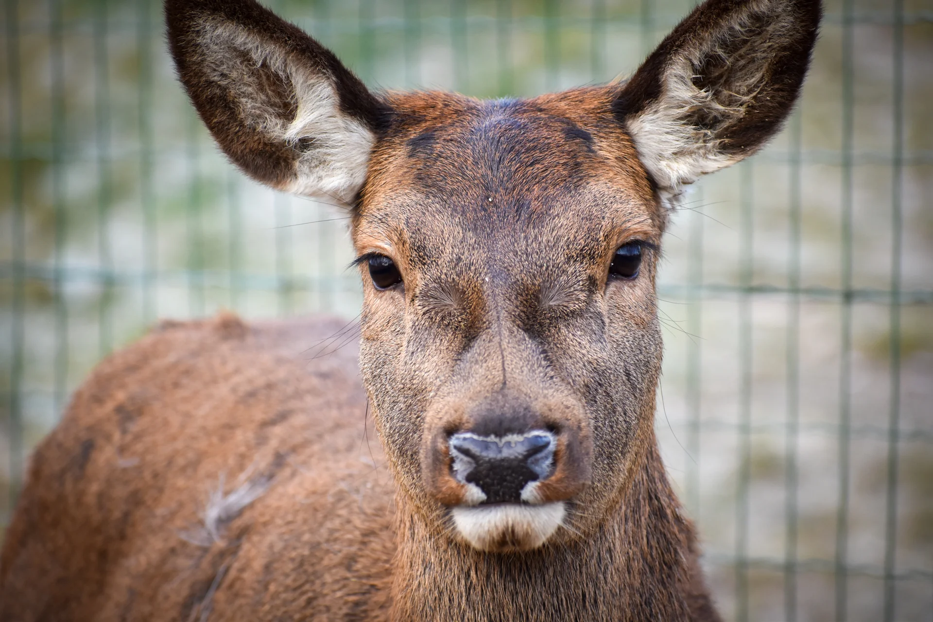 Zvířátka od ar po zubry: vstupné do zoologické zahrady v Táboře