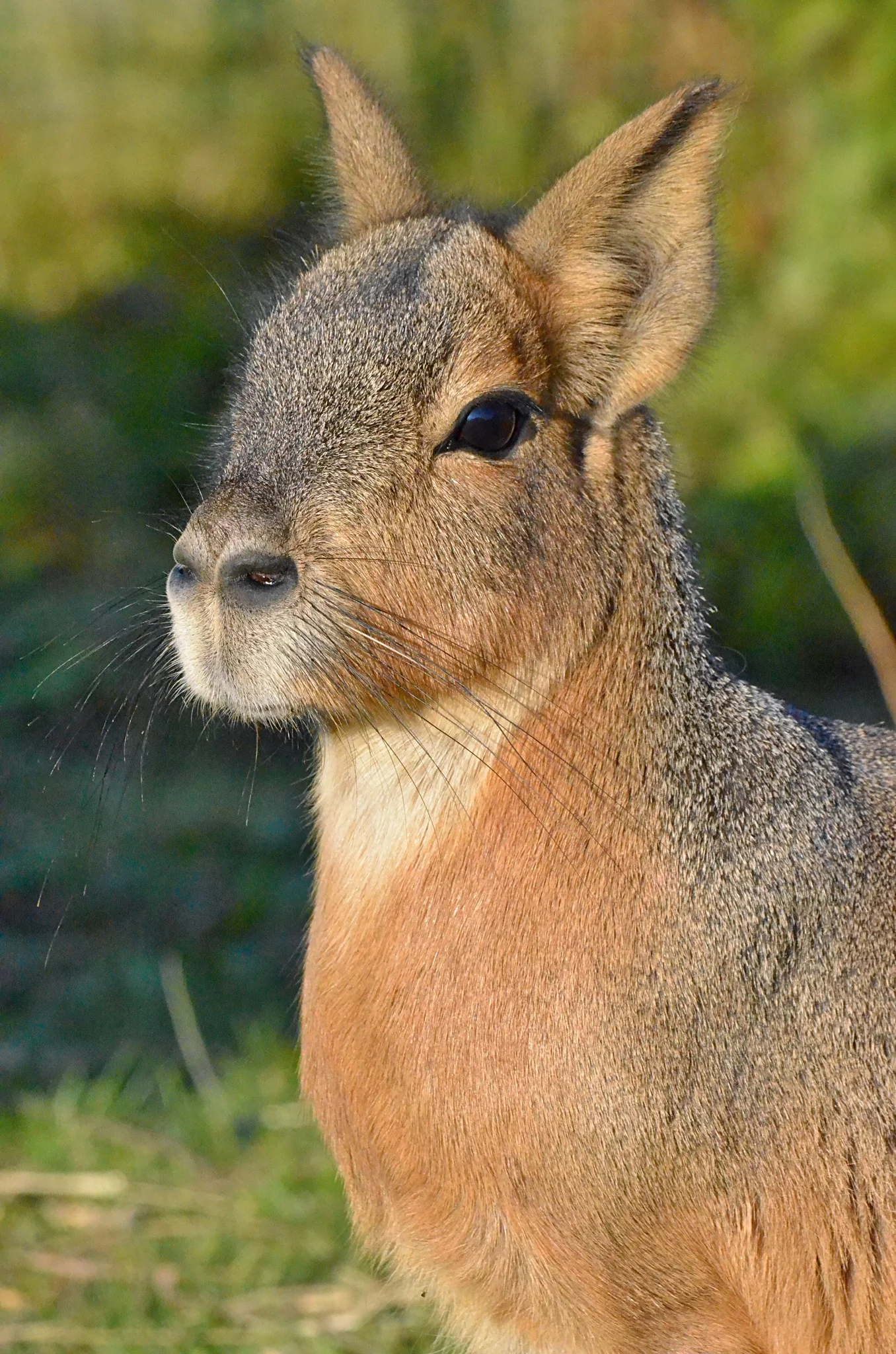 Zvířátka od ar po zubry: vstupné do zoologické zahrady v Táboře