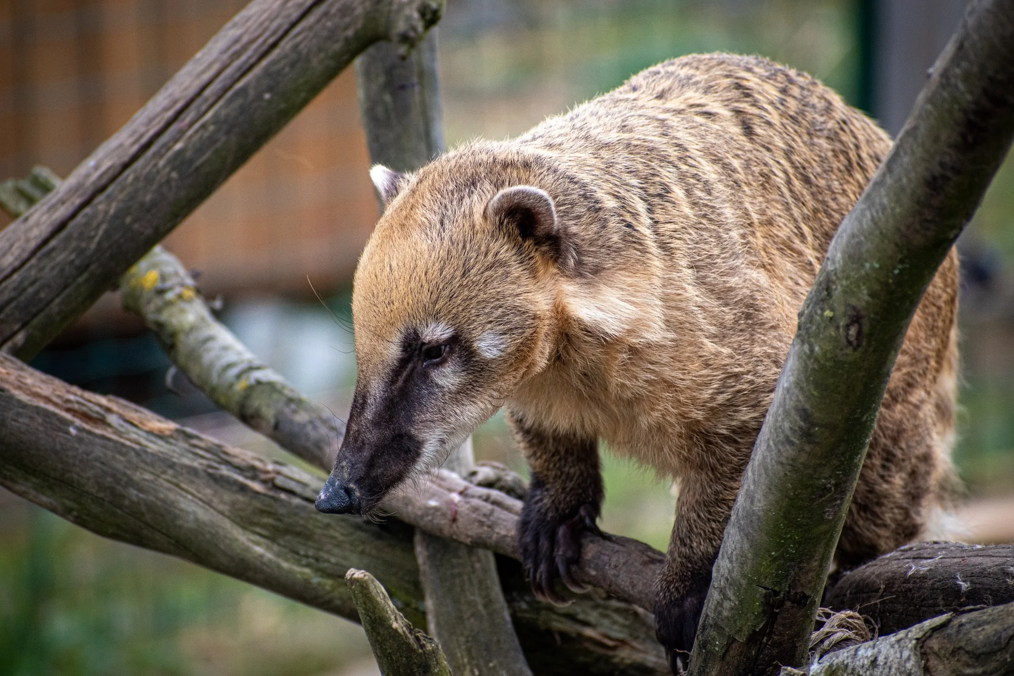 Staňte se ošetřovatelem v ZOO Tábor: 5hodinový zážitek pro milovníky zvířat