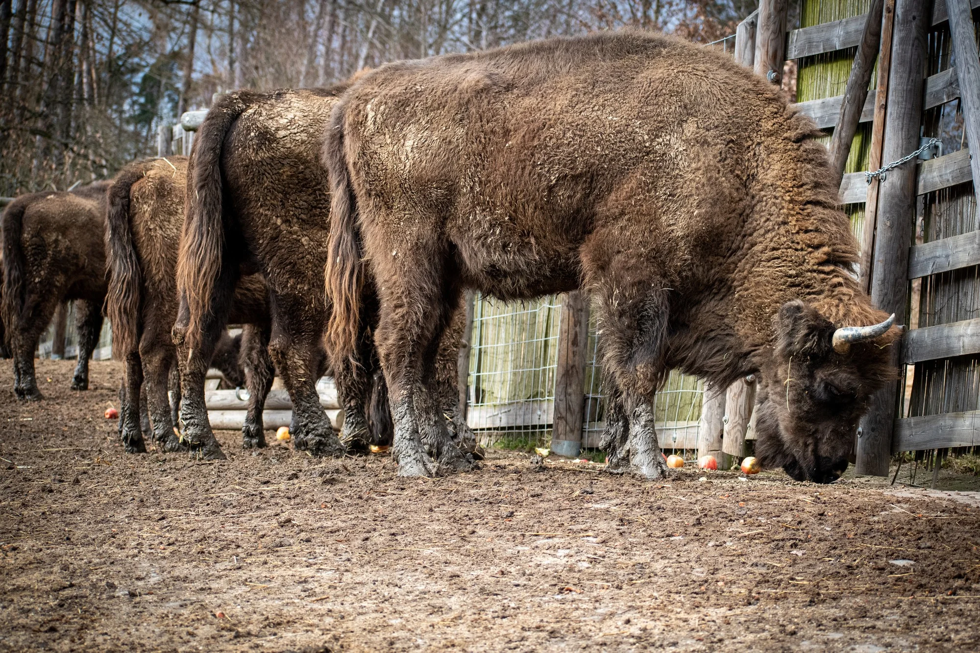 Zvířátka od ar po zubry: vstupné do zoologické zahrady v Táboře