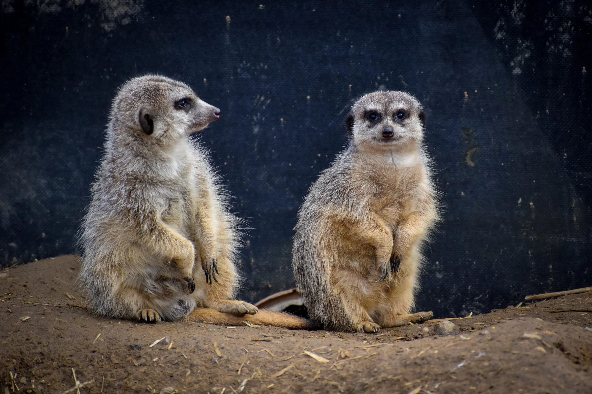 Staňte se ošetřovatelem v ZOO Tábor: 5hodinový zážitek pro milovníky zvířat