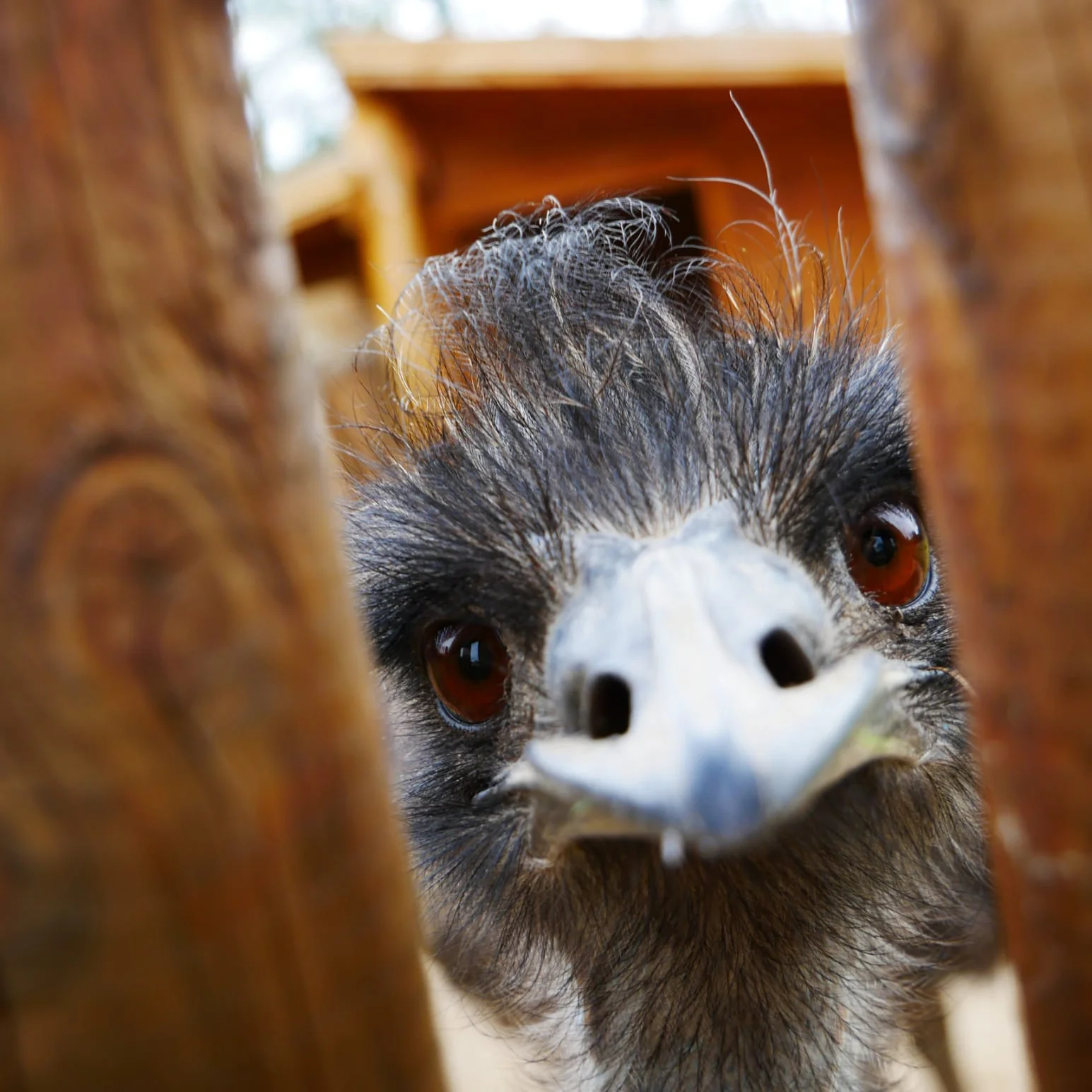 VIP prohlídka ZOO Tábor až pro 4 milovníky zvířat: 90 minut s ošetřovatelem