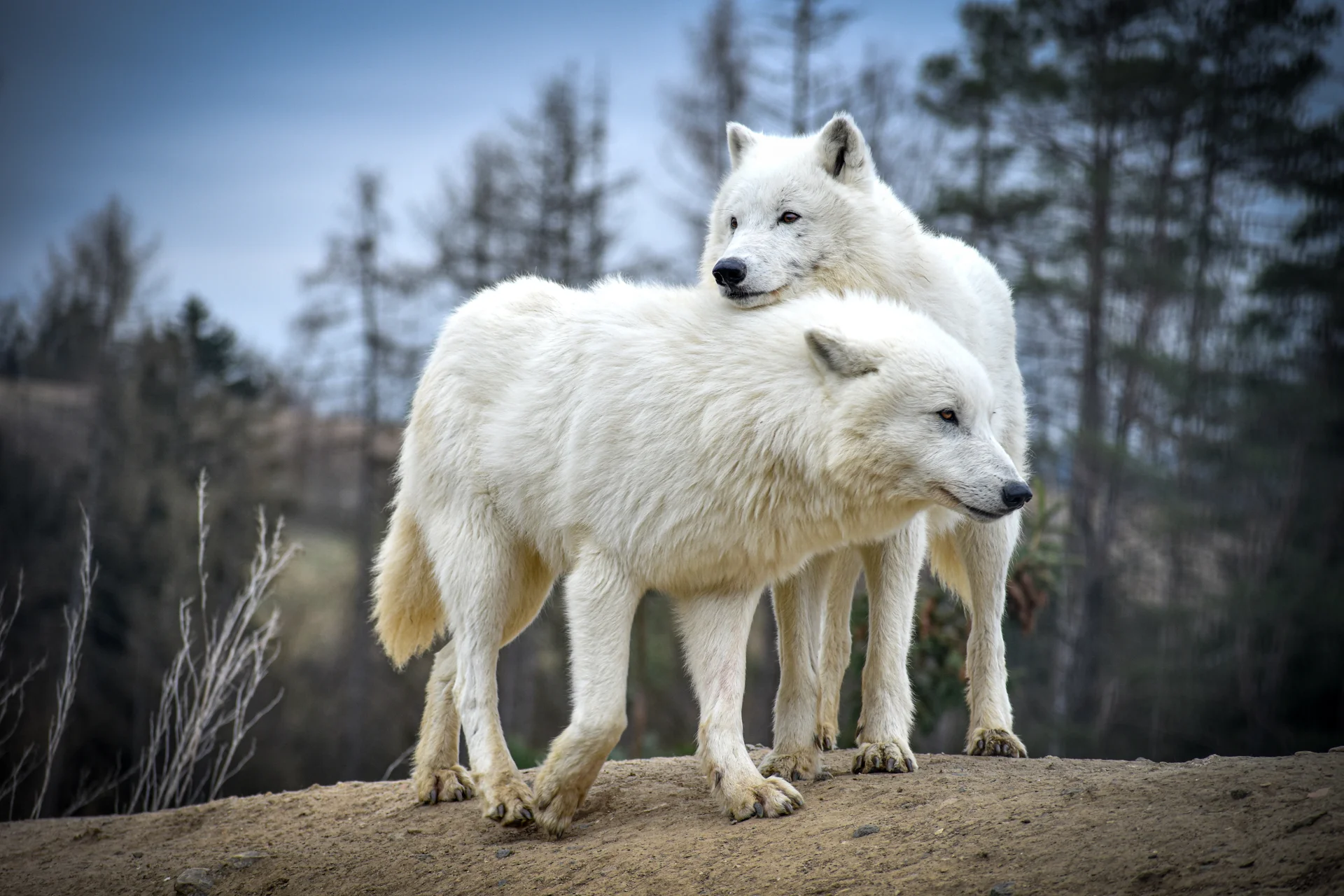 Zvířátka od ar po zubry: vstupné do zoologické zahrady v Táboře