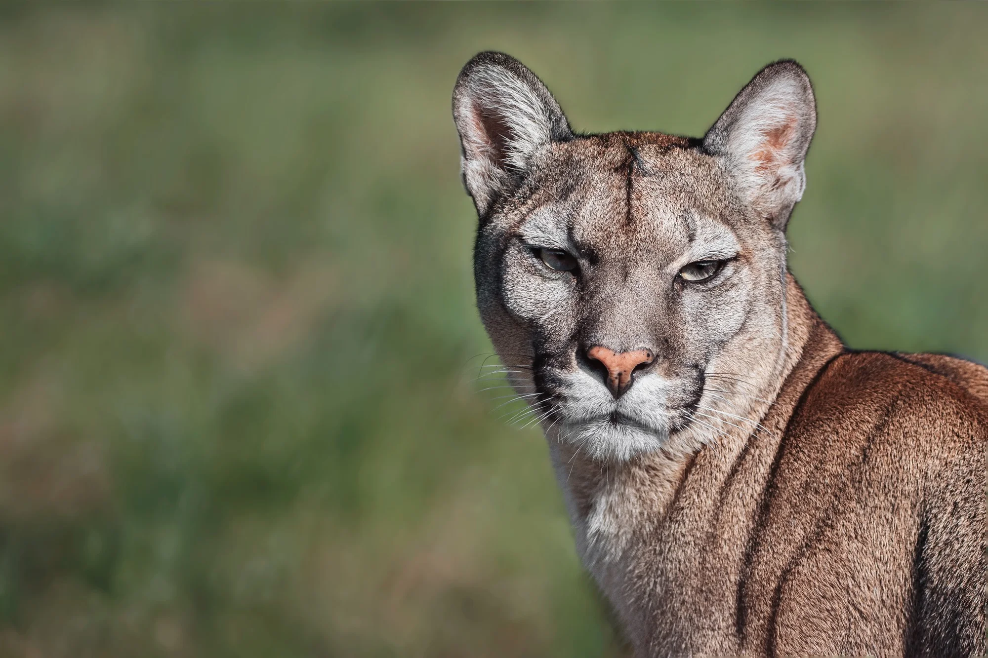 Zvířátka od ar po zubry: vstupné do zoologické zahrady v Táboře