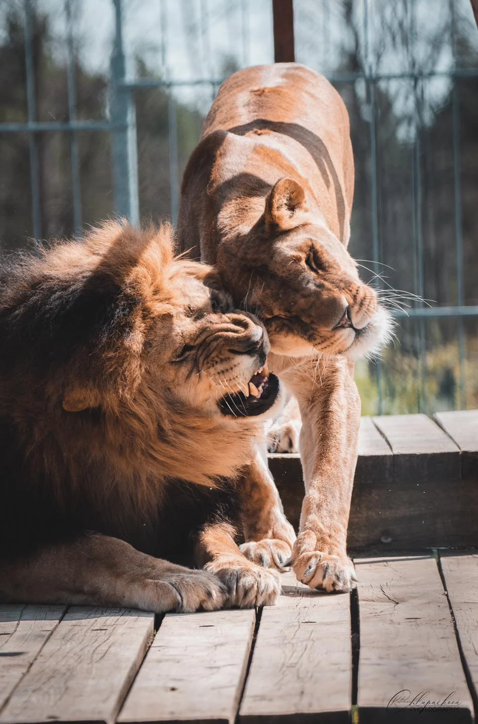 Zvířátka od ar po zubry: vstupné do zoologické zahrady v Táboře