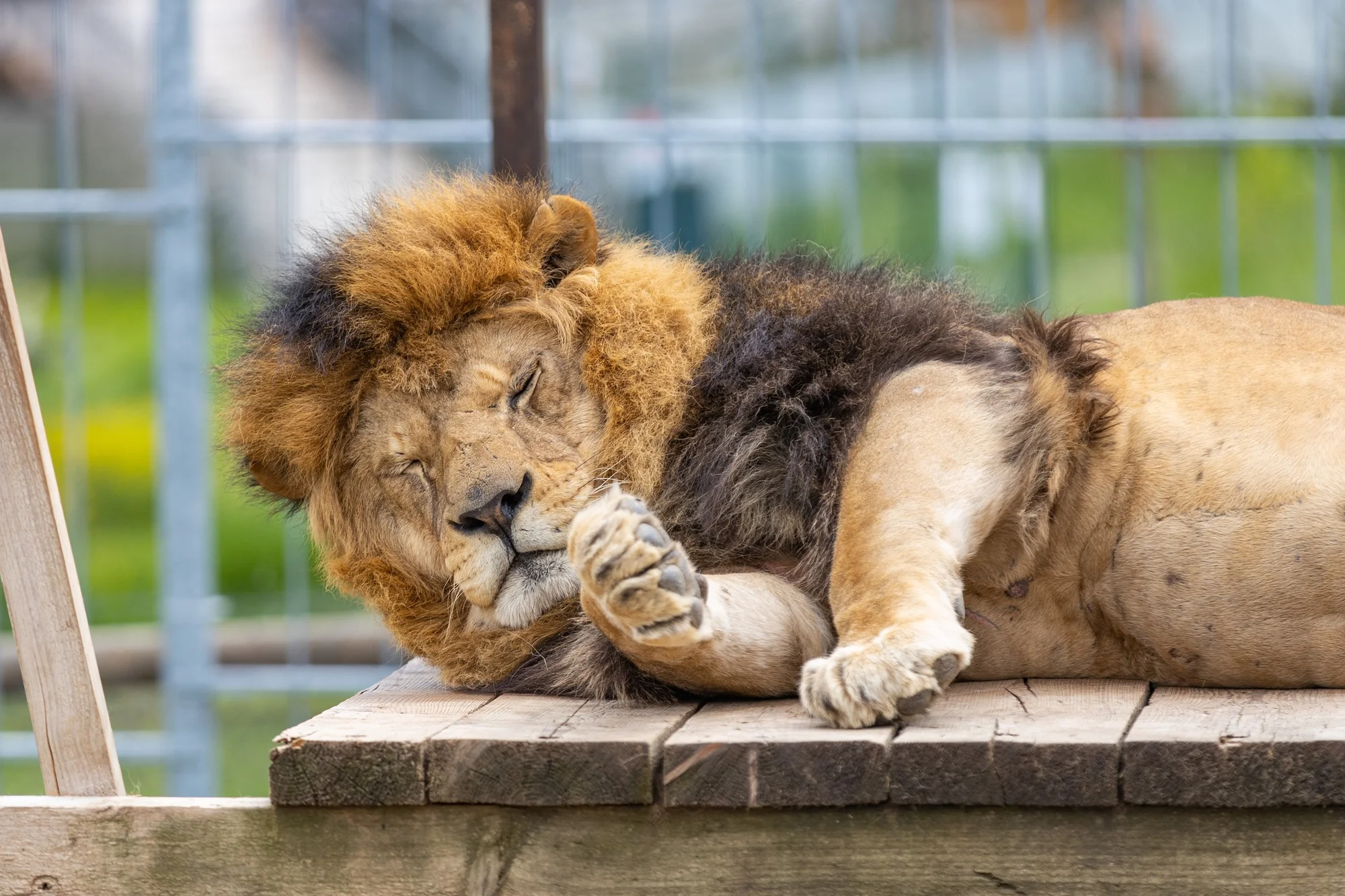 Zvířátka od ar po zubry: vstupné do zoologické zahrady v Táboře