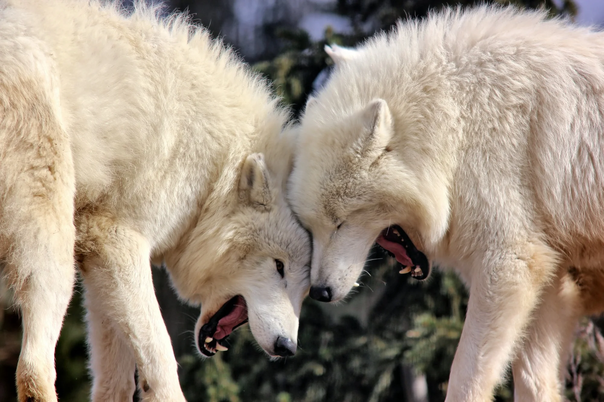 Zvířátka od ar po zubry: vstupné do zoologické zahrady v Táboře
