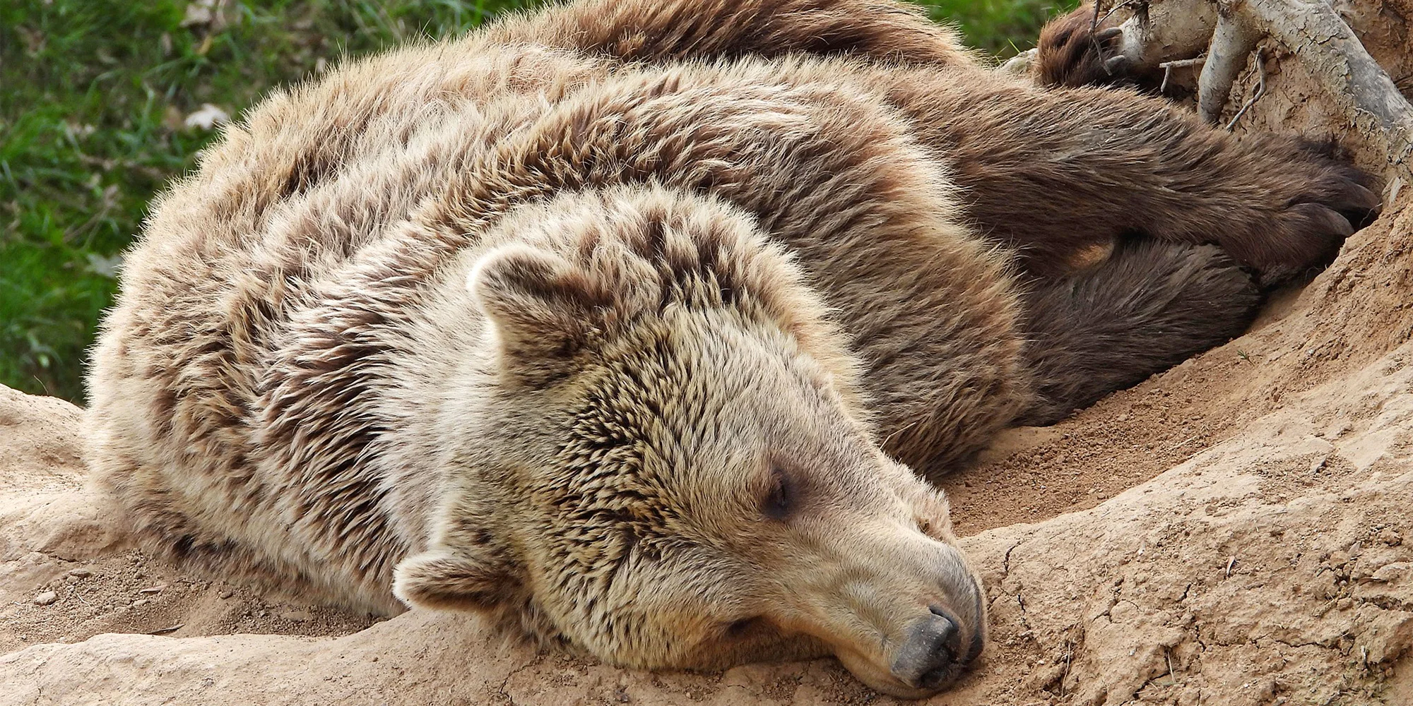 Zvířátka od ar po zubry: vstupné do zoologické zahrady v Táboře