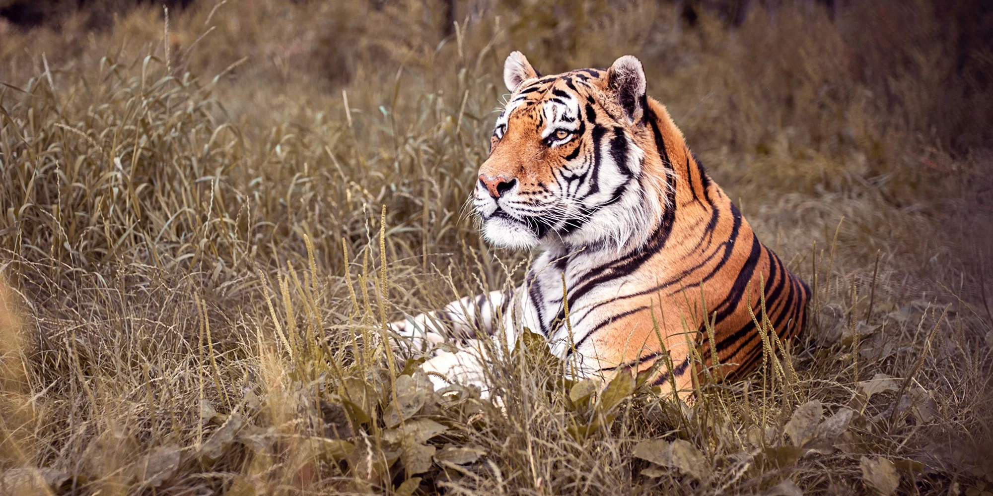 Zvířátka od ar po zubry: vstupné do zoologické zahrady v Táboře