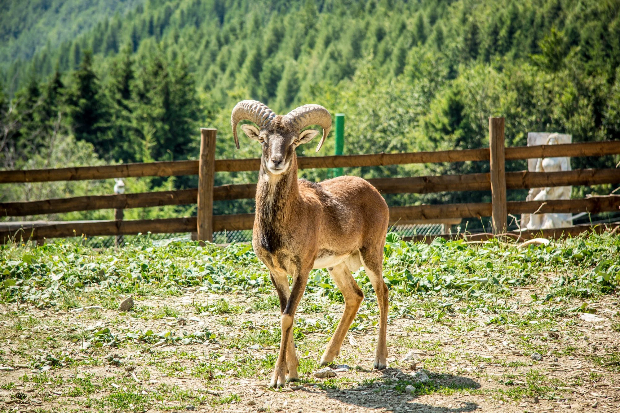 Exkluzivní dovolená v Malé Fatře: pobyt v komfortních apartmánech nebo na chatě Alpina