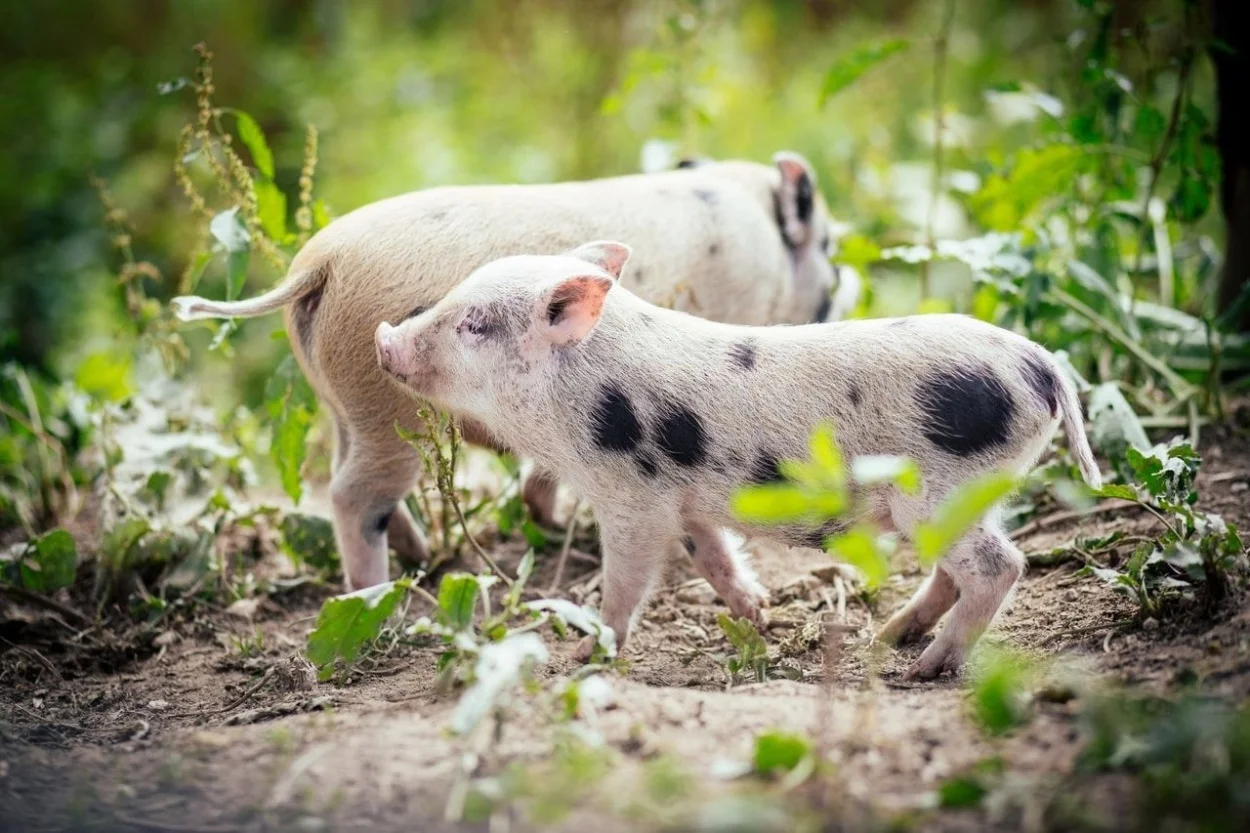 Stylová dovolená nedaleko Sedlčan: pohoda se snídaní a výlety