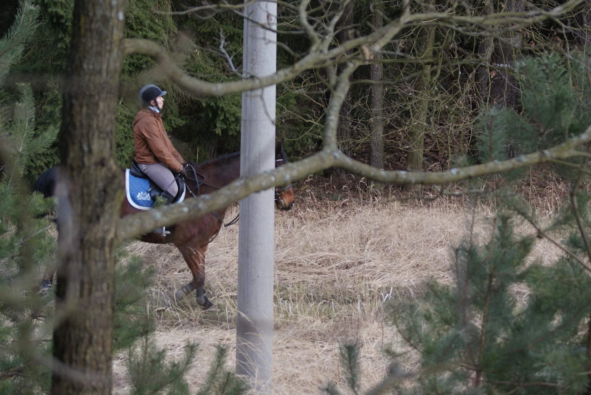Pohlédněte na svět z koňského hřbetu: vyjížďka v přírodě pro 1 nebo 2 osoby
