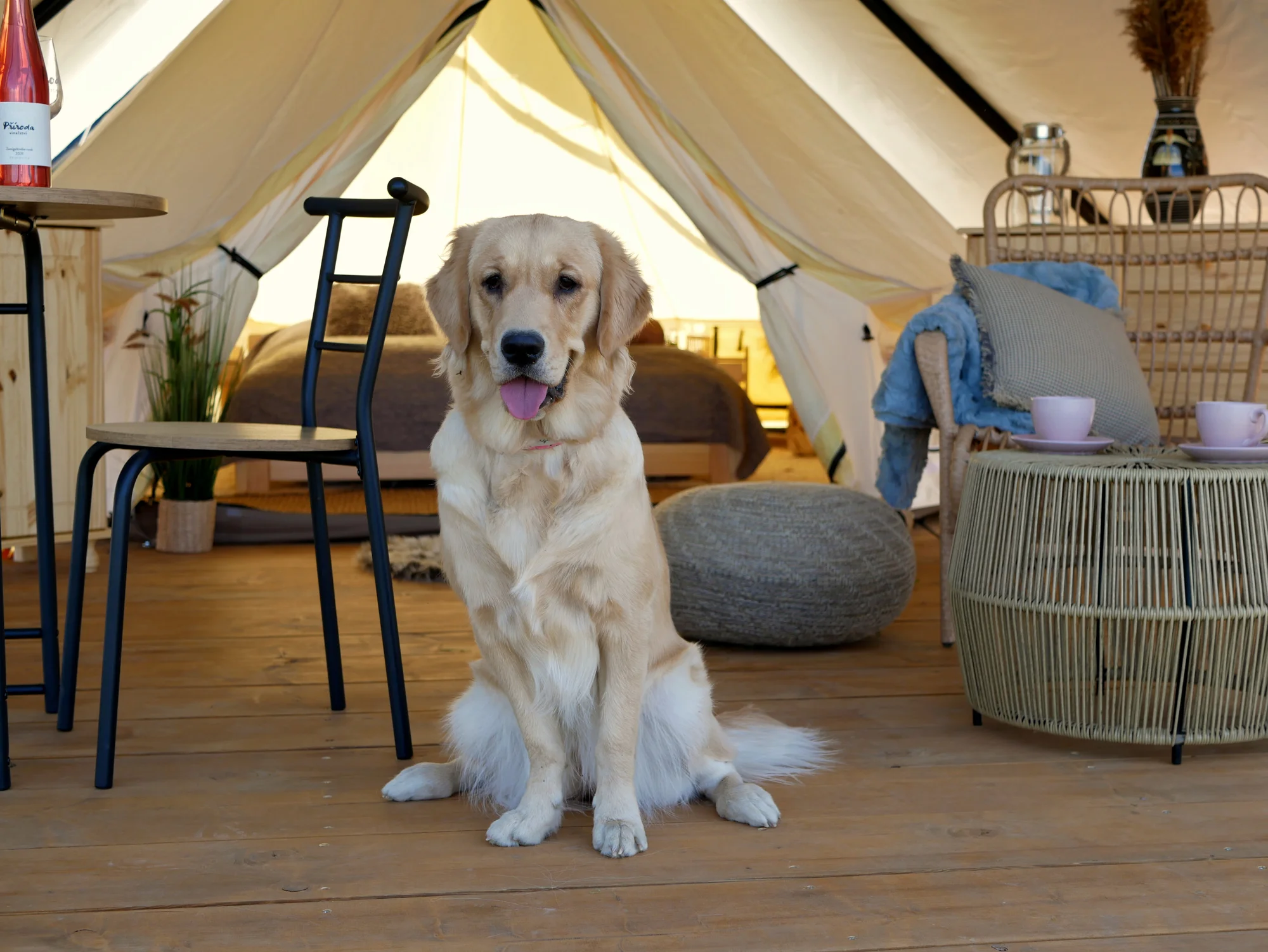 Glamping na Slovácku: ubytování až pro 4 os. ve stanu na kopečku u vinohradu, balíček s moravským vínem