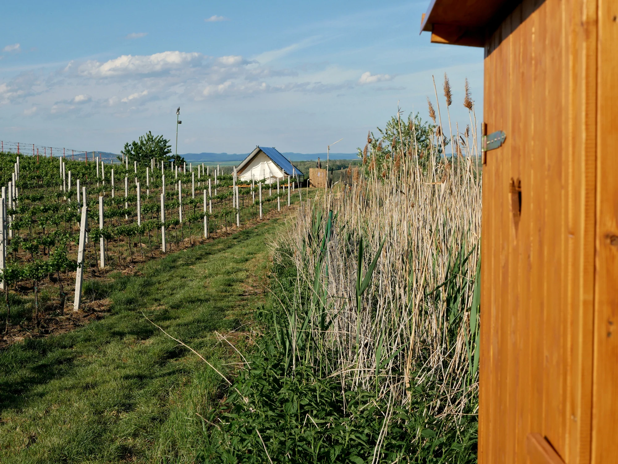 Glamping na Slovácku: ubytování až pro 4 os. ve stanu na kopečku u vinohradu, balíček s moravským vínem