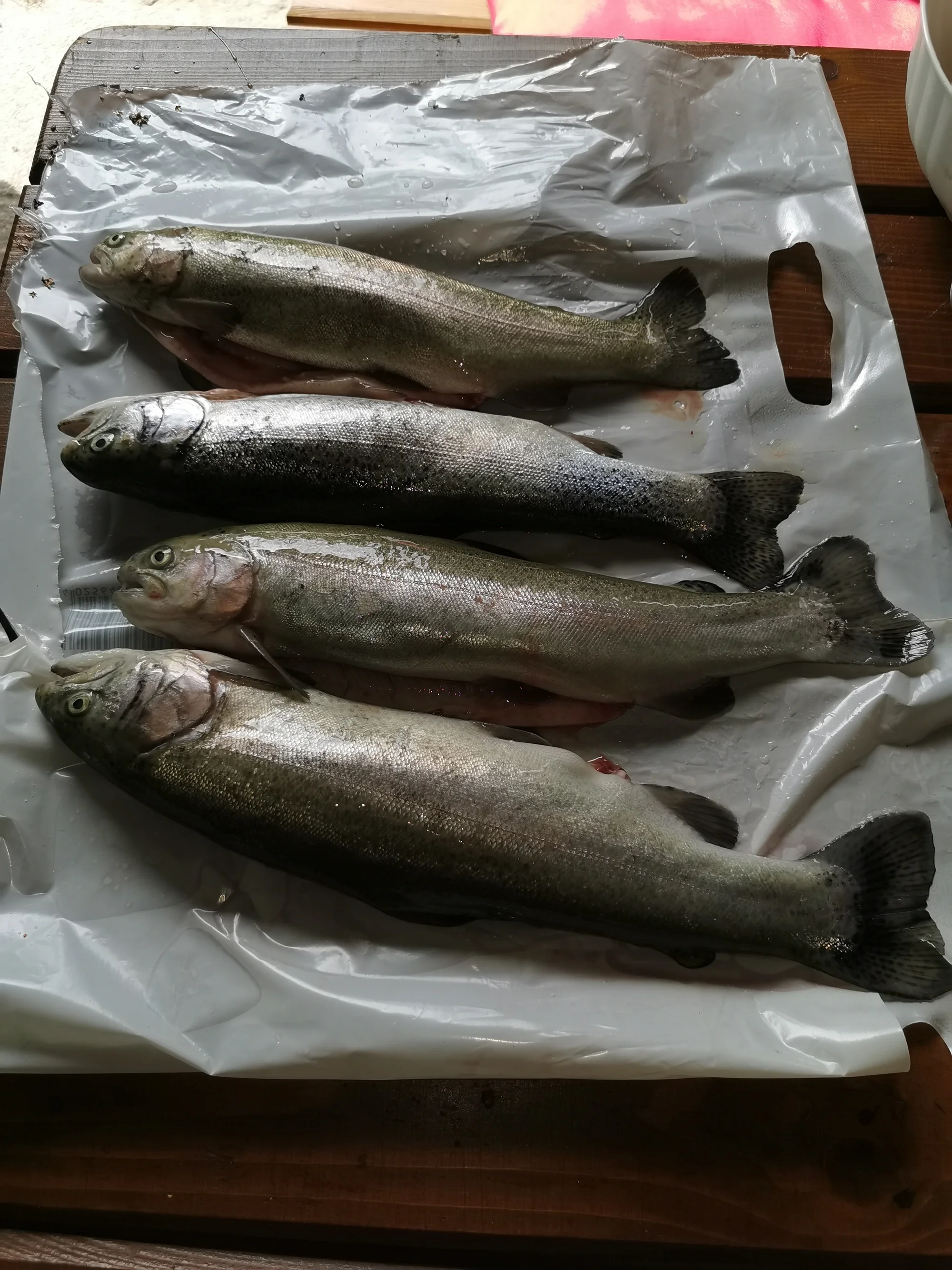 Prodej pstruhů čerstvě vylovených ze sádek v Šenově: 1 kg