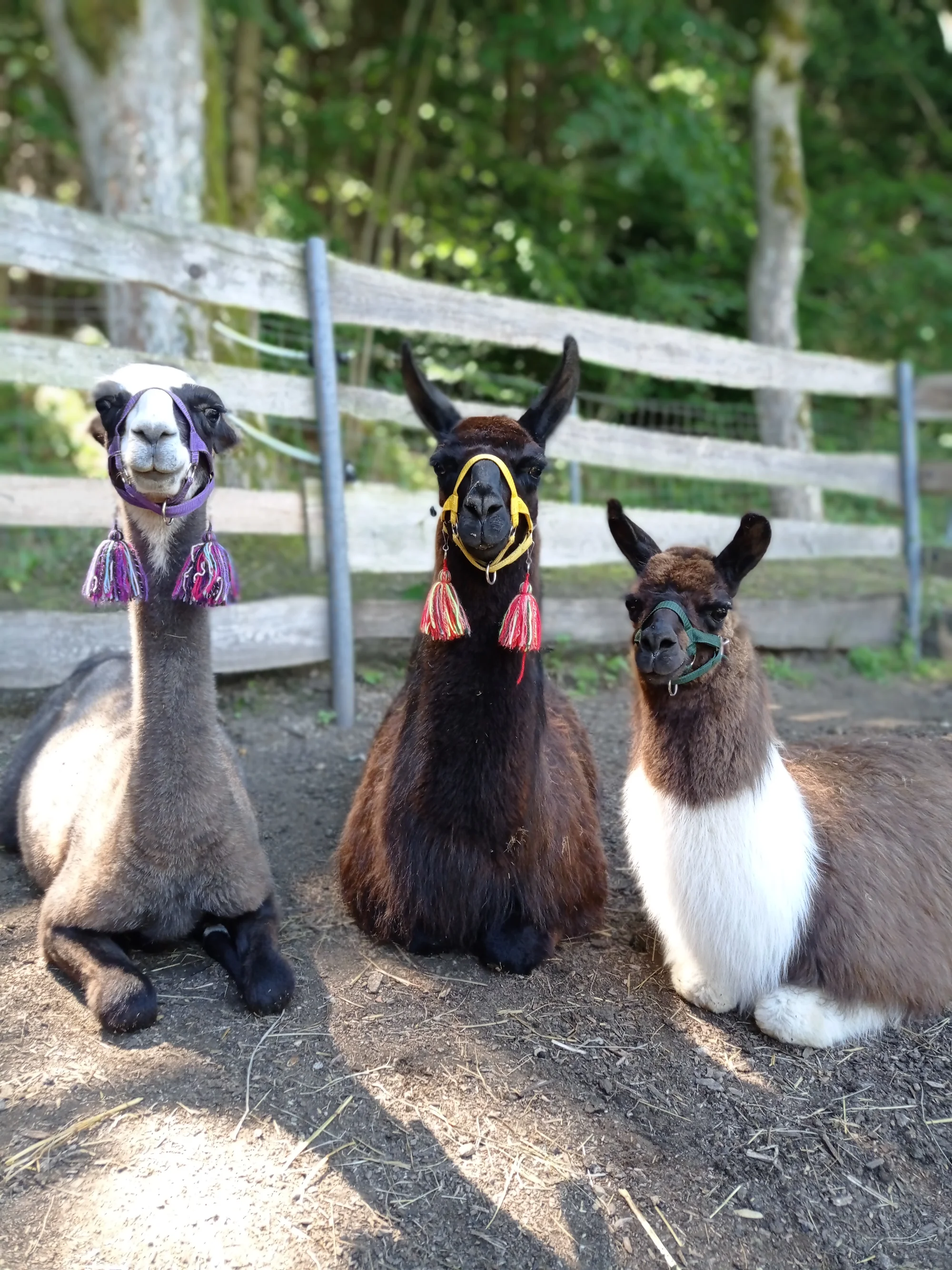 Ošetřovatelem velbloudů a lam ve dvou: procházka a krmení i práce ve stáji