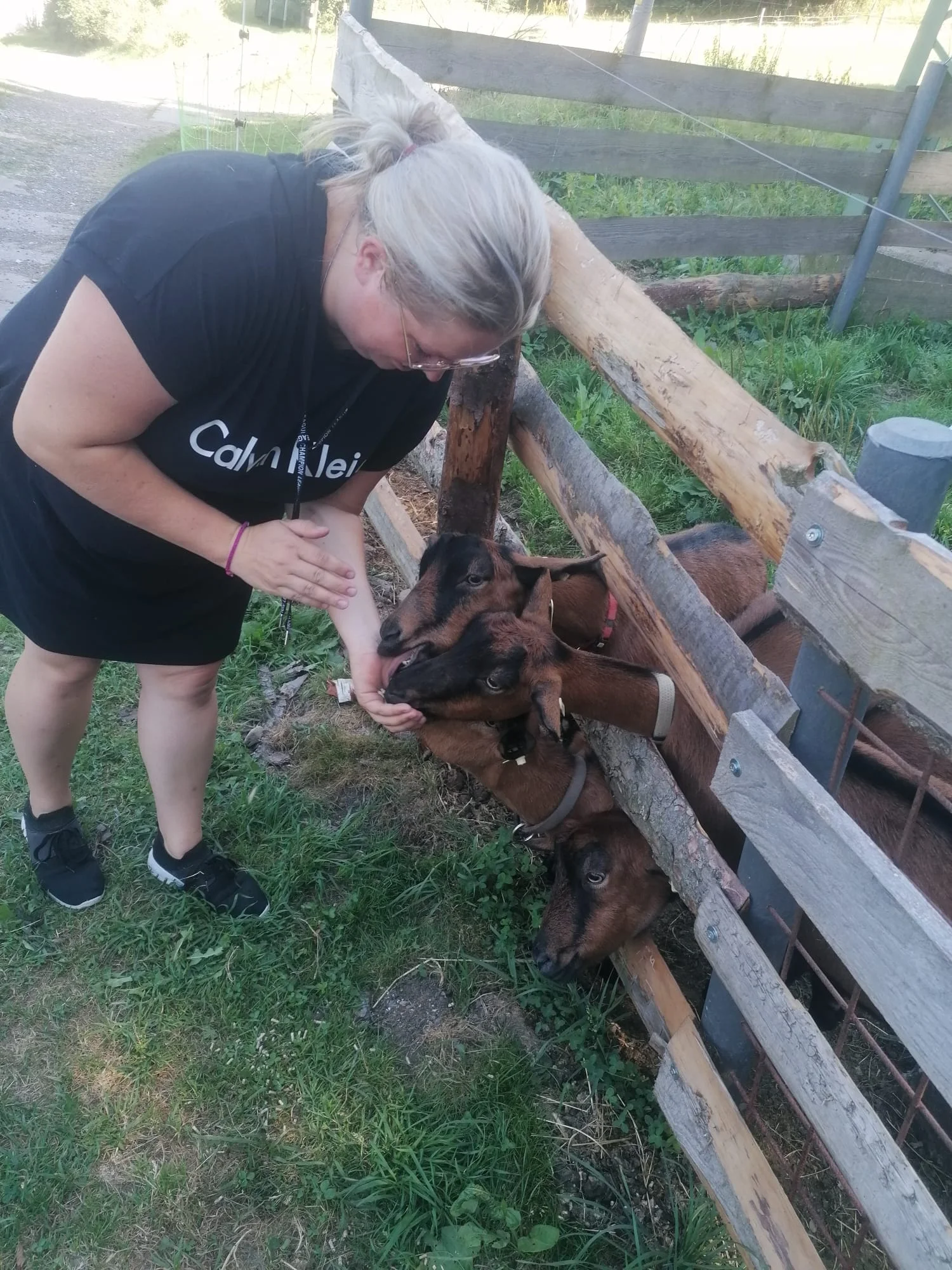 Ošetřovatelem velbloudů a lam ve dvou: procházka a krmení i práce ve stáji