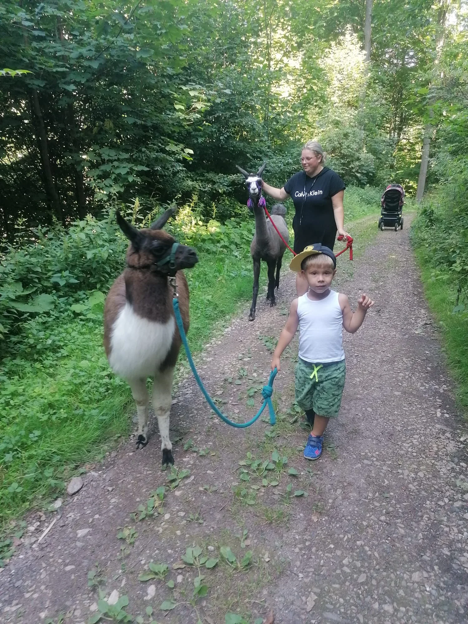 Ošetřovatelem velbloudů a lam ve dvou: procházka a krmení i práce ve stáji