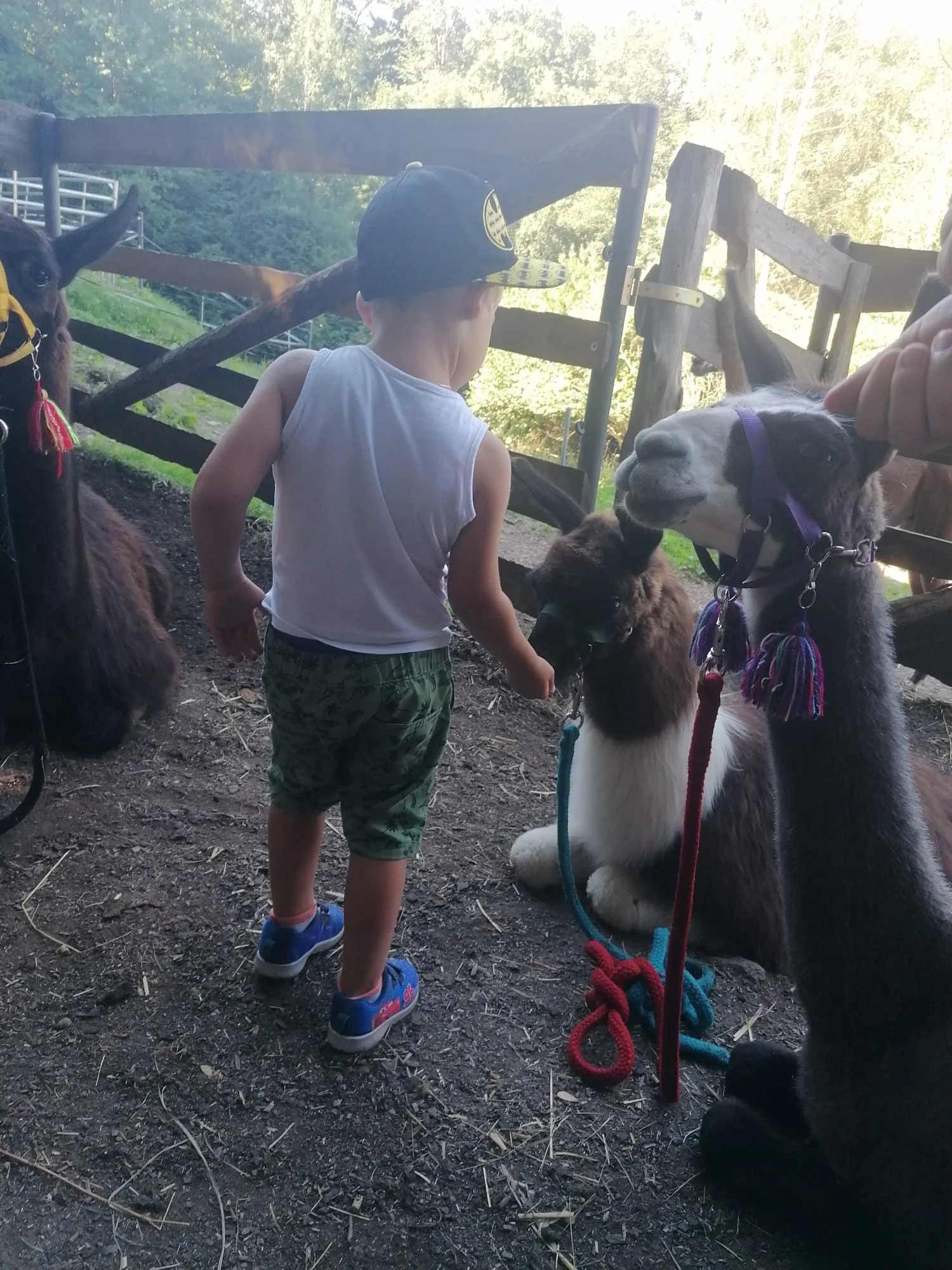 Ošetřovatelem velbloudů a lam ve dvou: procházka a krmení i práce ve stáji