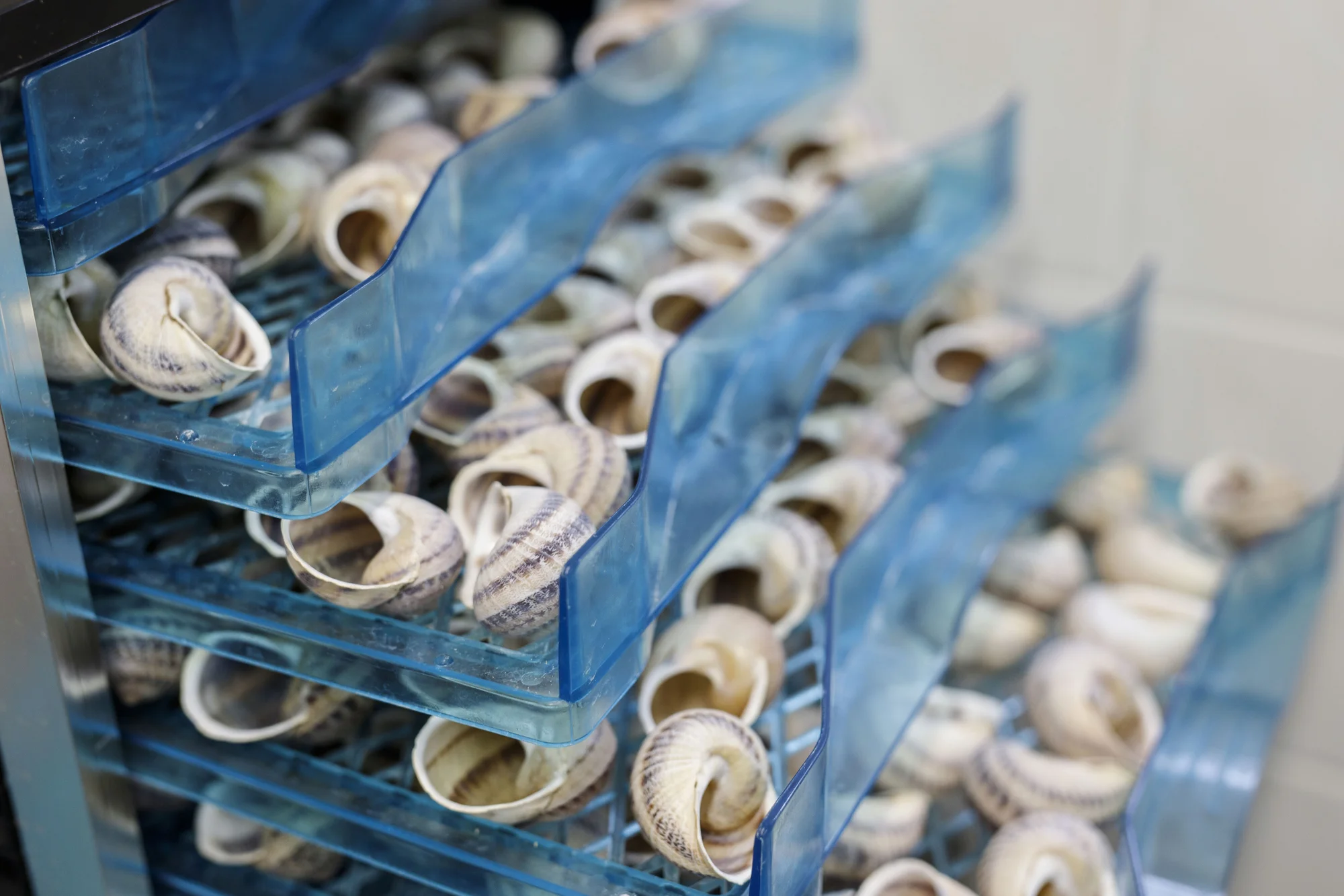 Exkurze na šnečí farmu včetně 5chodového degustačního menu s moravským vínem k tomu