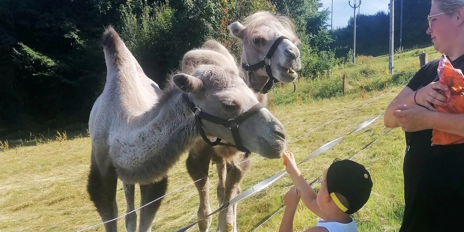 Cameltreking: procházka s velbloudem pro 2 osoby, okruh na 1,5 či 3,5 km