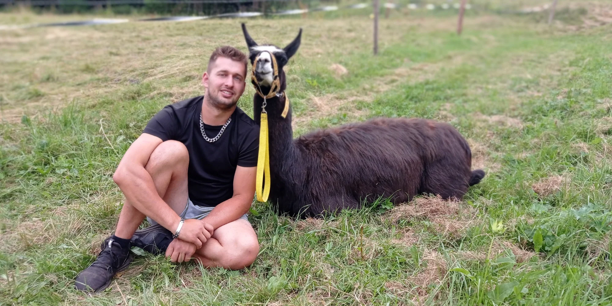 Ošetřovatelem velbloudů a lam ve dvou: procházka a krmení i práce ve stáji