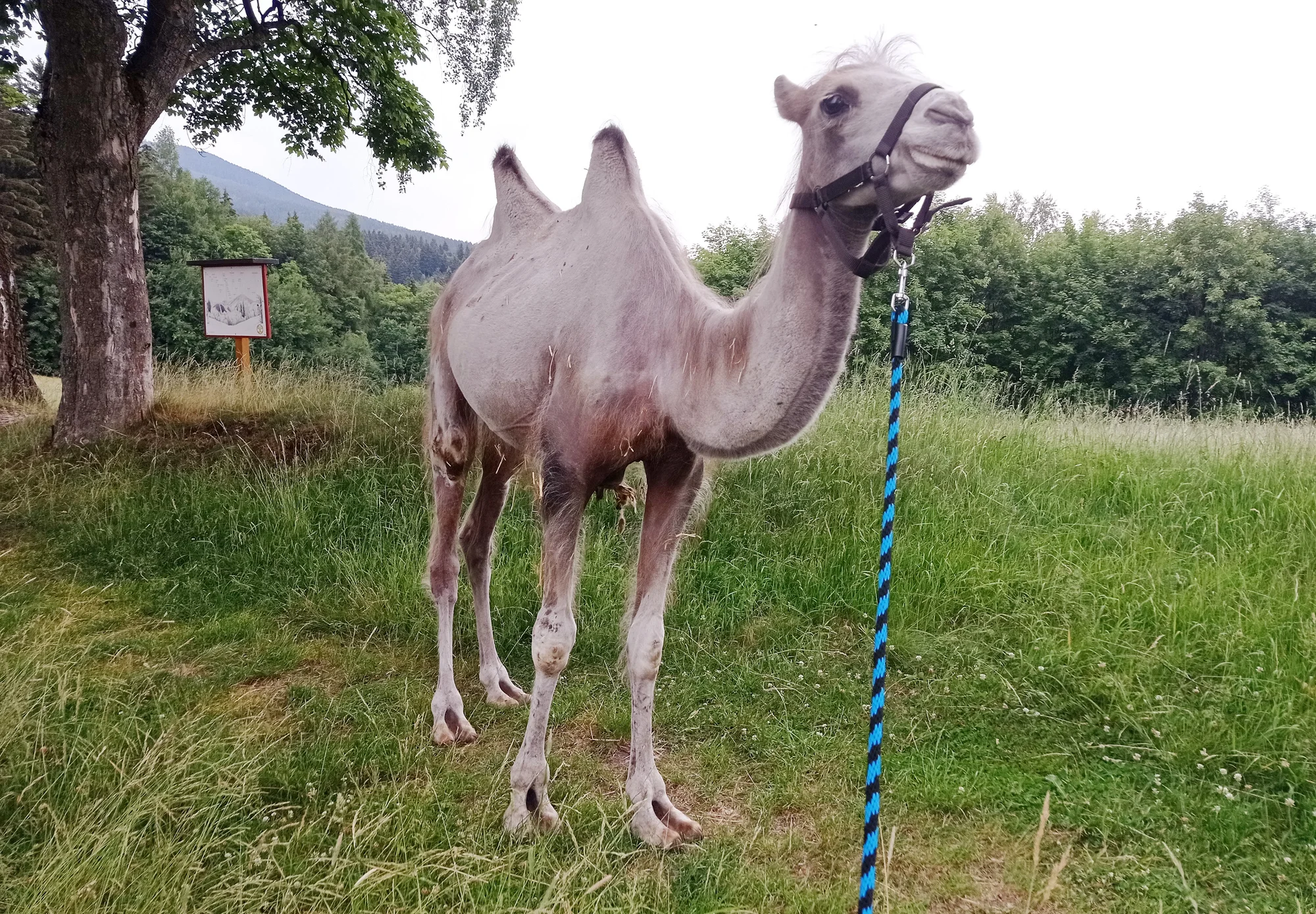 Cameltreking: procházka s velbloudem pro 2 osoby, okruh na 1,5 či 3,5 km