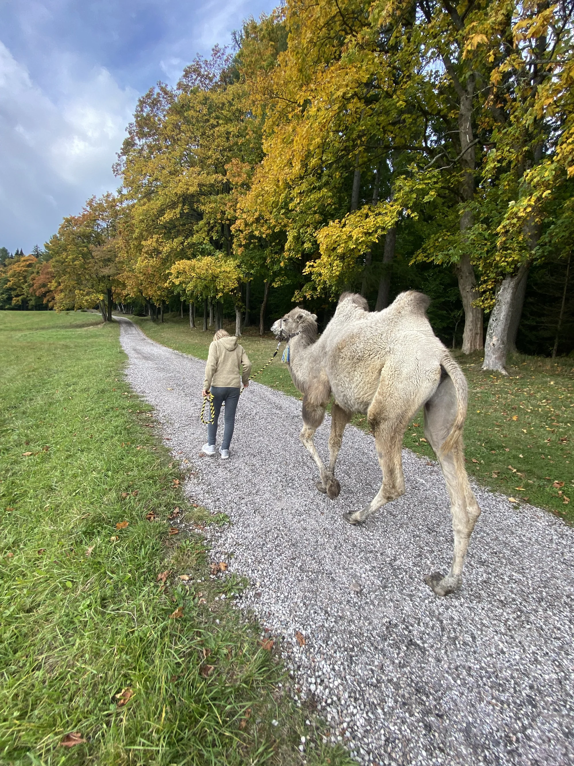 Cameltreking: procházka s velbloudem pro 2 osoby, okruh na 1,5 či 3,5 km