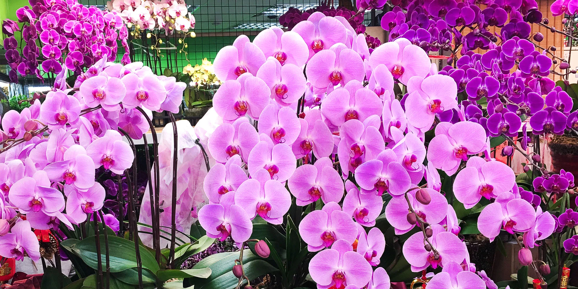 Výlet na prodejní výstavu orchidejí Orchideen Welt a prohlídka Drážďan