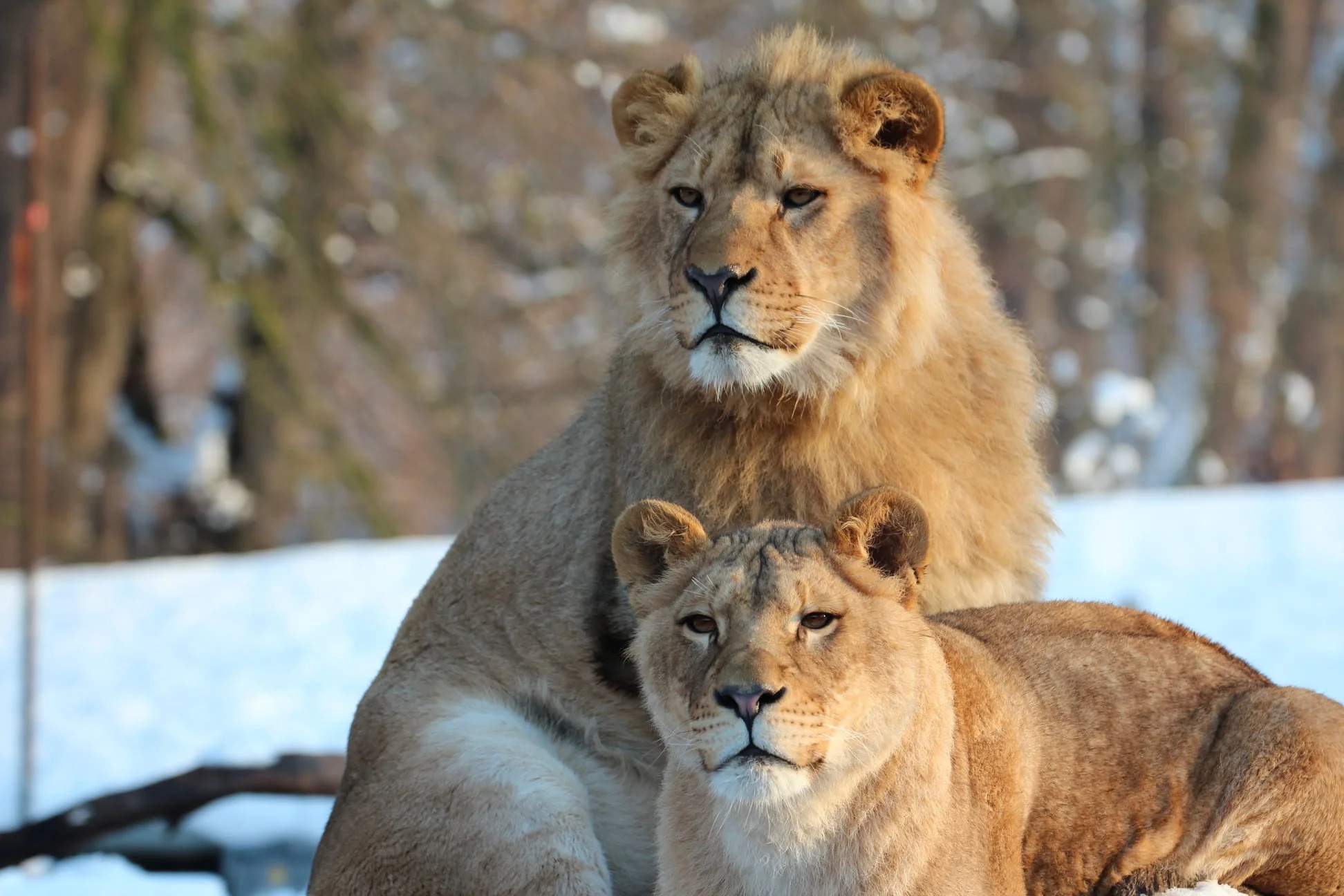 Zoo Plasy: krmení mývalů, surikat i šelem či možnost stát se na pár hodin ošetřovatelem