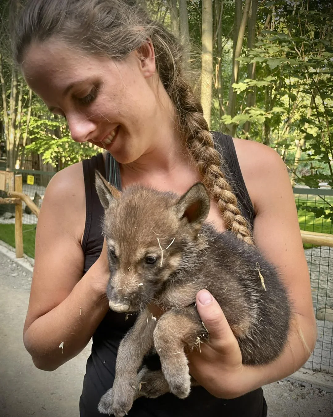 Zoo Plasy: krmení mývalů, surikat i šelem či možnost stát se na pár hodin ošetřovatelem