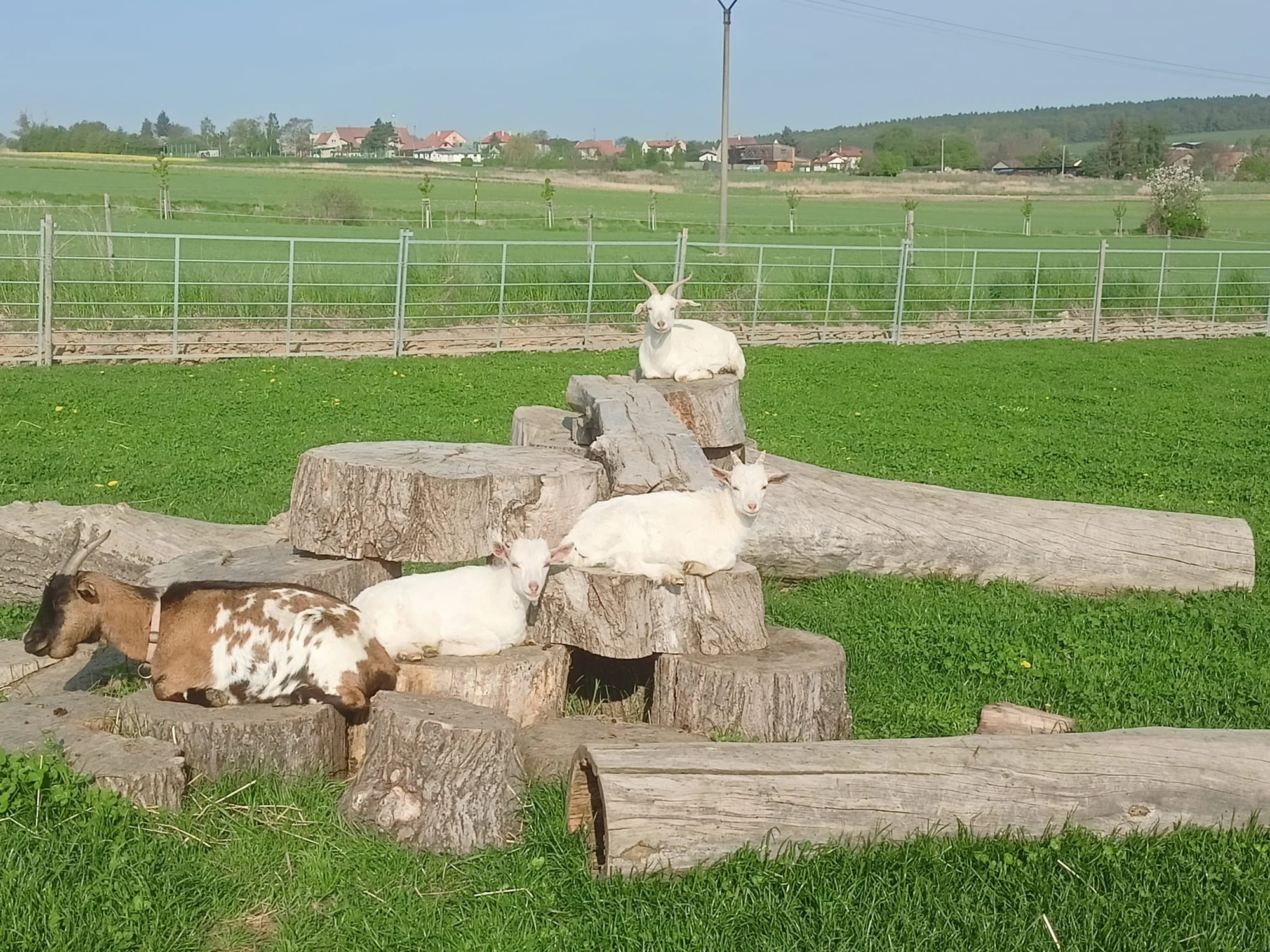 Zvířata na dosah ruky: VIP vstup na Statek u Merlina vč. vstupenky do zooparku pro všechny